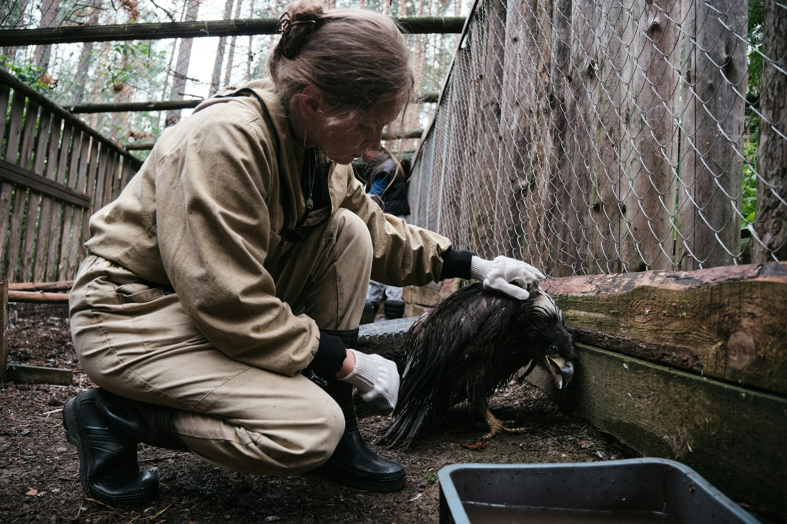 Wildlife rehabilitator caring for an injured bird in a protected enclosure, showing practical conservation work against wildlife trafficking.