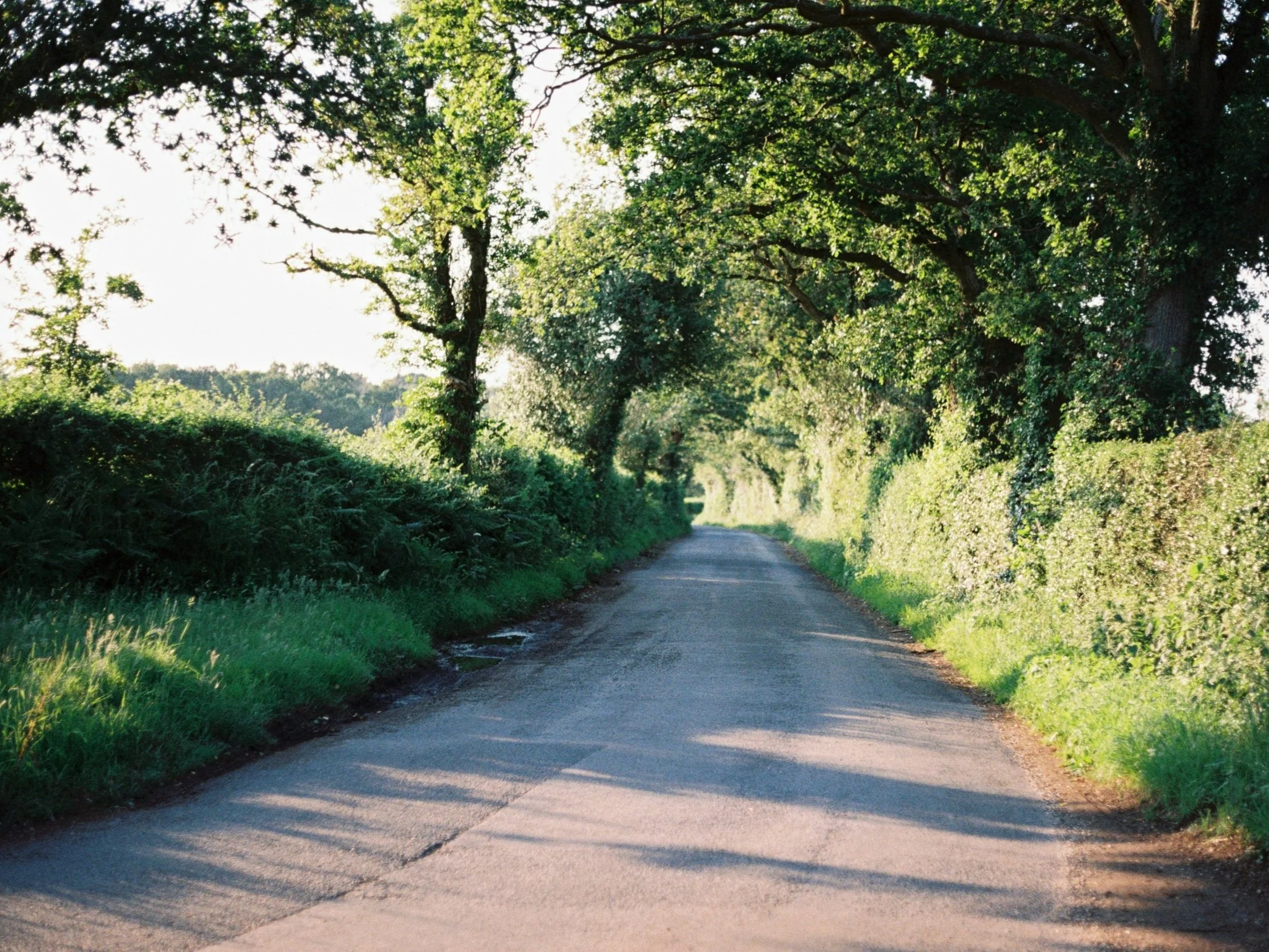 A quiet country road flanked by trees and hedgerows, bathed in evening light.
