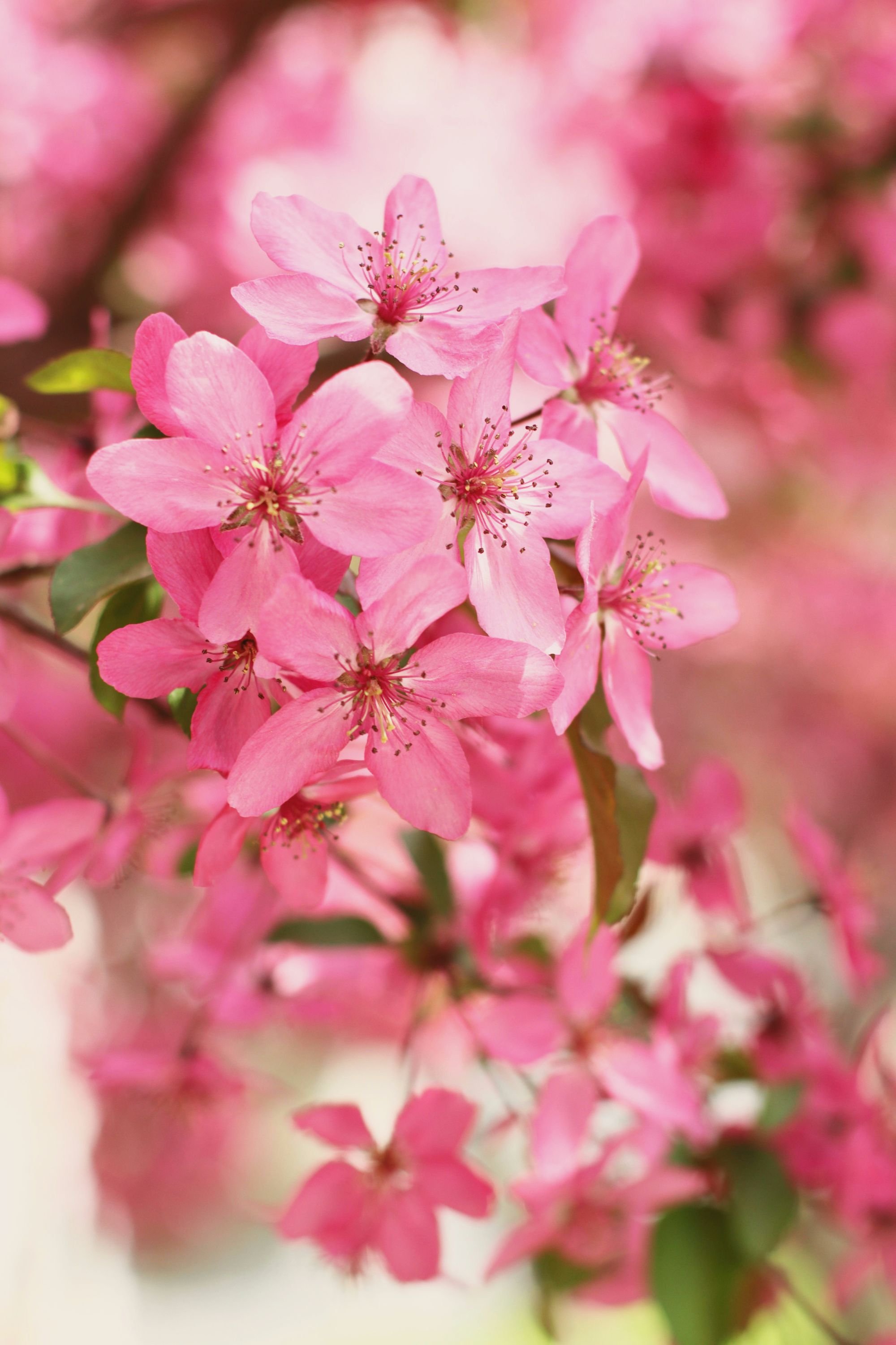 cherry-blossum.jpg
