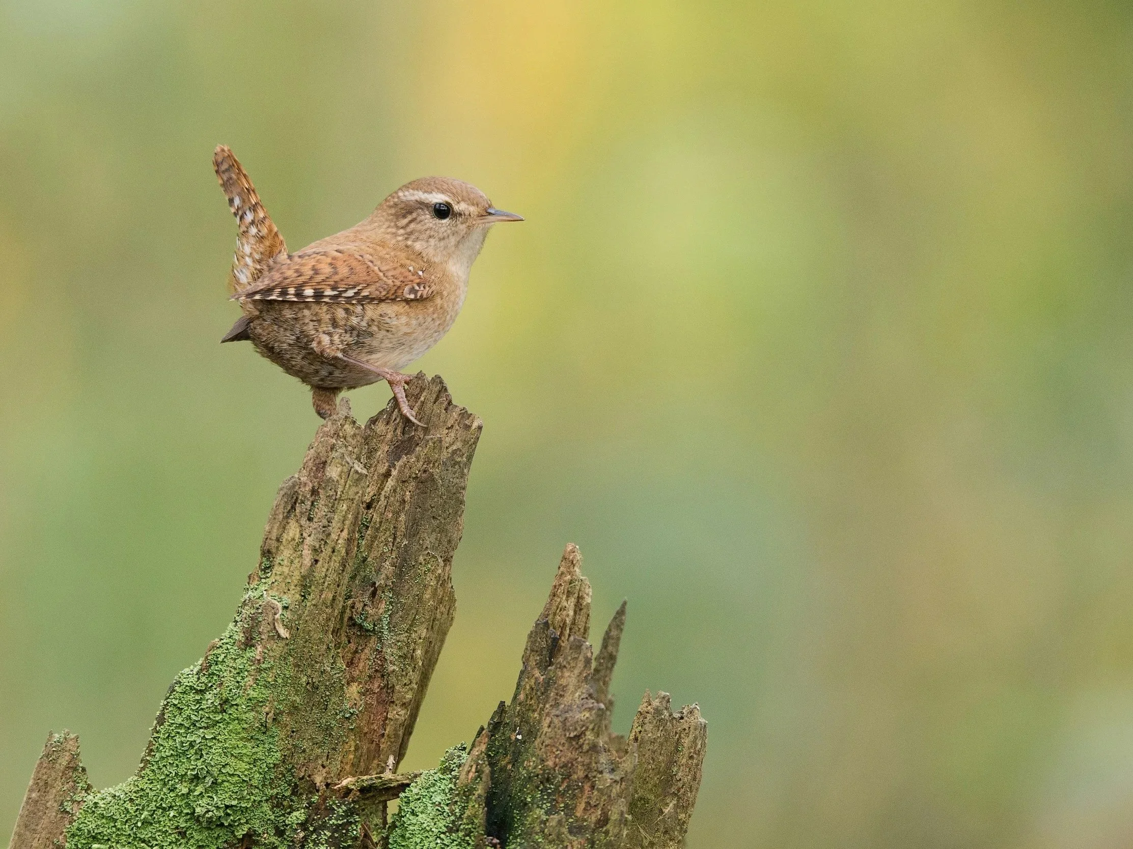 A small Wren bird, with its tiny tail cocked upright, perched atop a piece of weathered, green mossy tree stump. A soft, blurred background of green and yellow bokeh emphasizes the bird's posture against a gentle, textured backdrop.