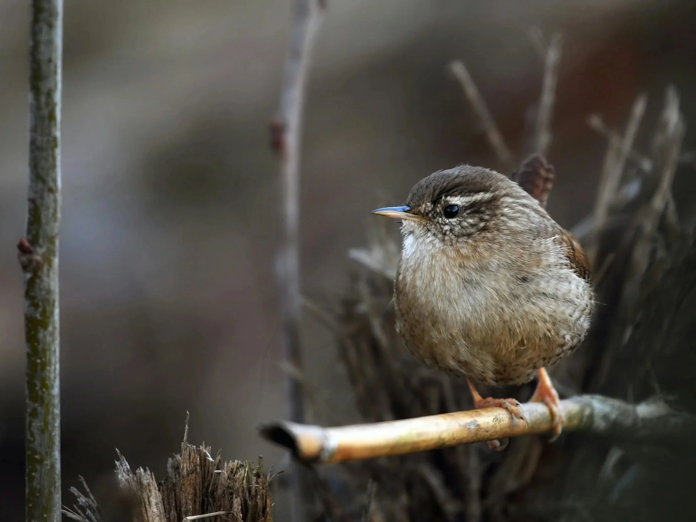 Eurasian wren perched on a branch in winter, conserving energy during Ireland’s cold, low-light months
