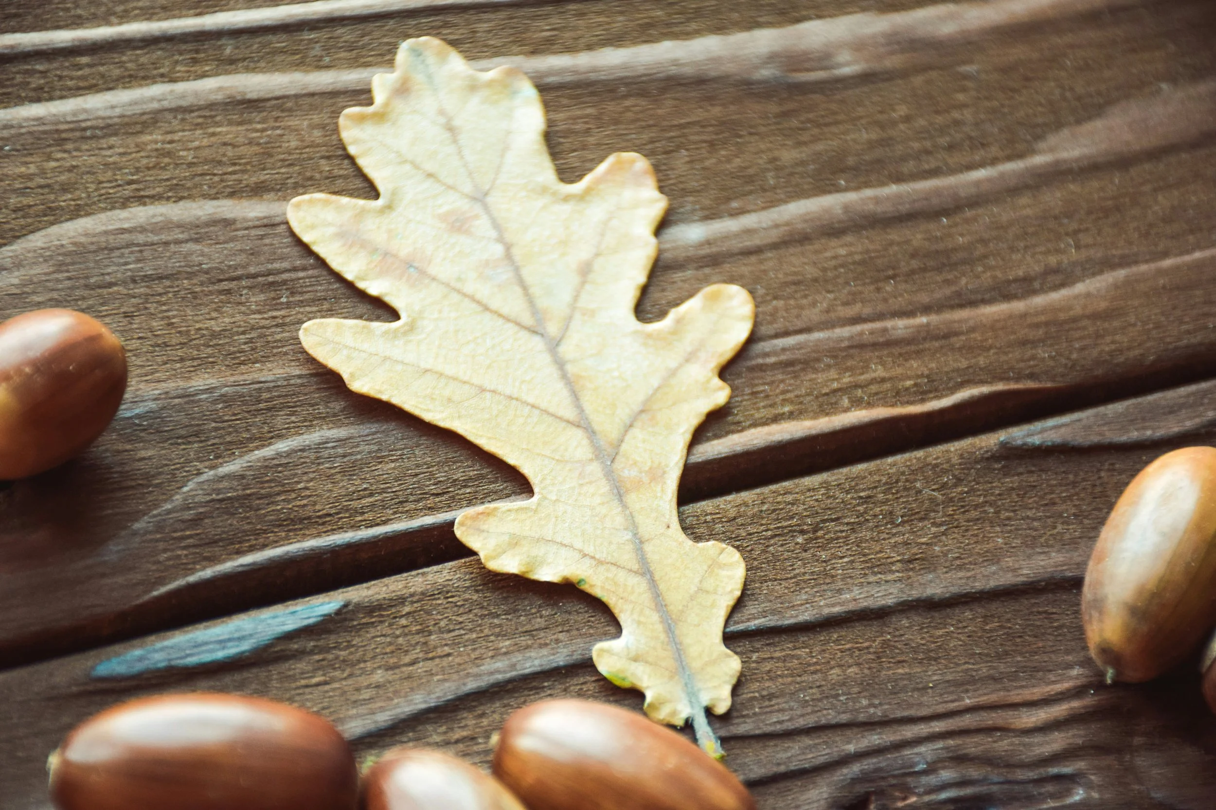 Lobed leaf and acorns of native Irish oak tree (Quercus robur) showing rounded leaf shape used for tree identification in Ireland.