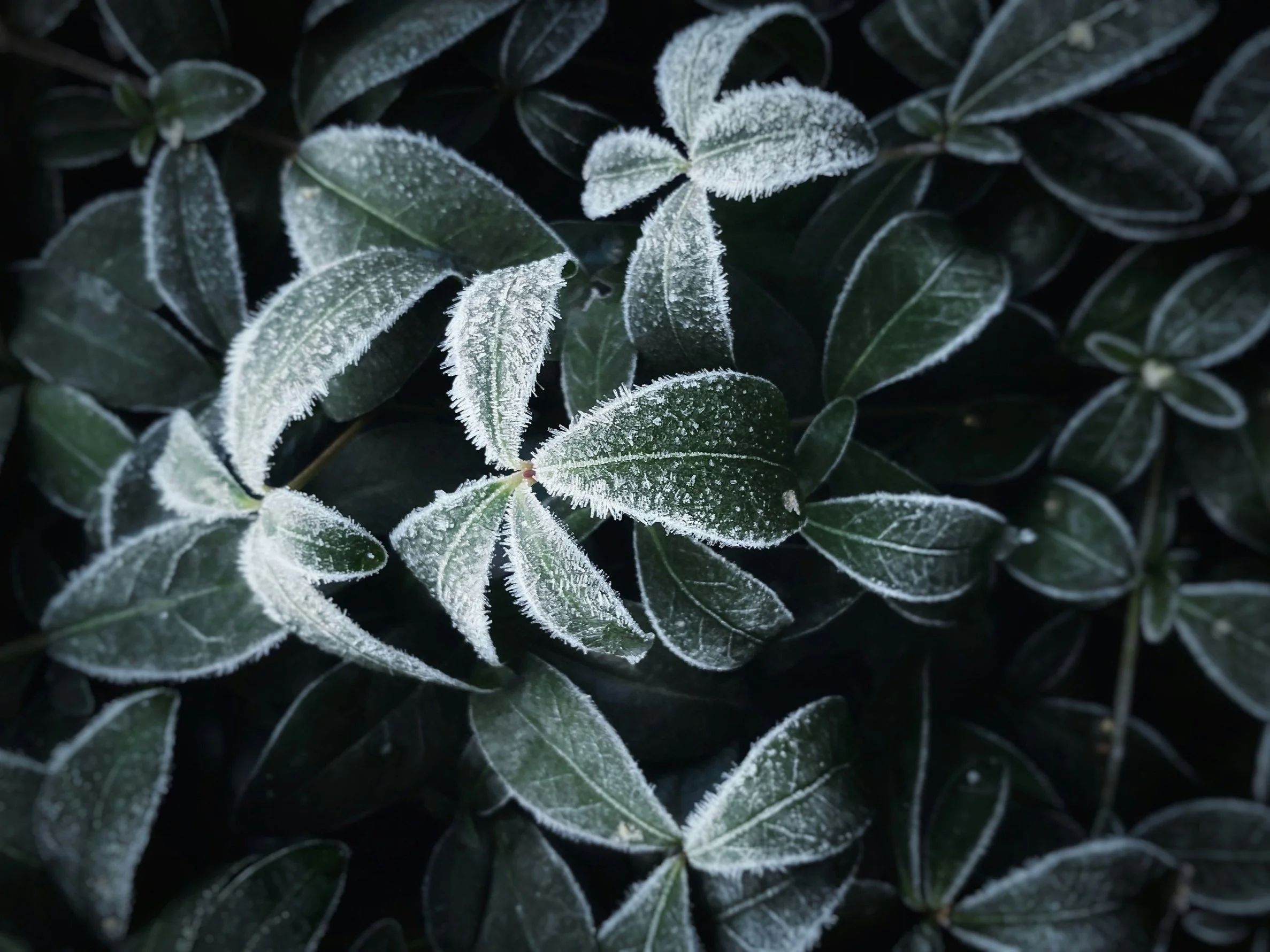 Frost-covered ivy leaves in winter, outlined in white.