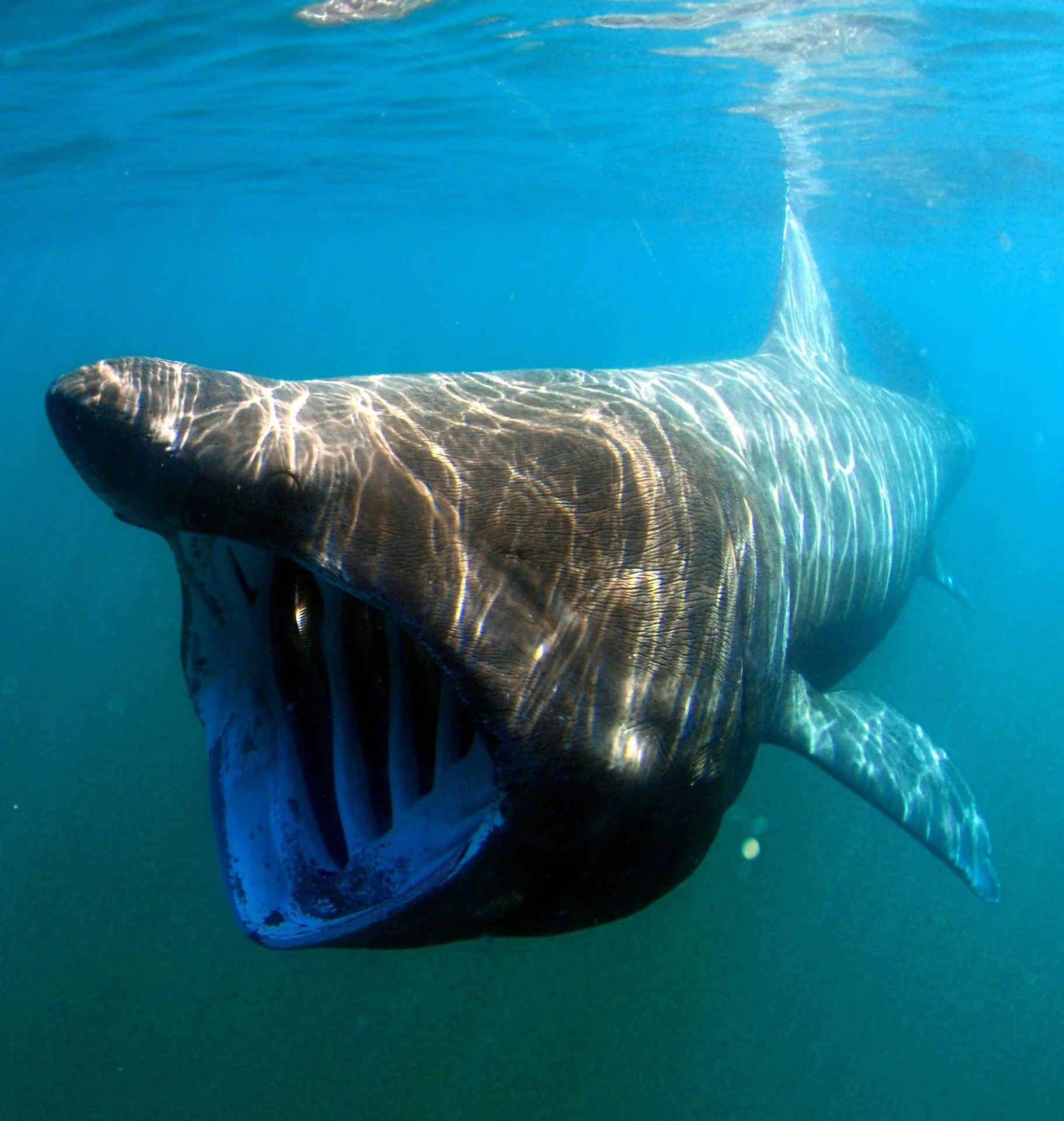 Basking shark swimming underwater with mouth open.