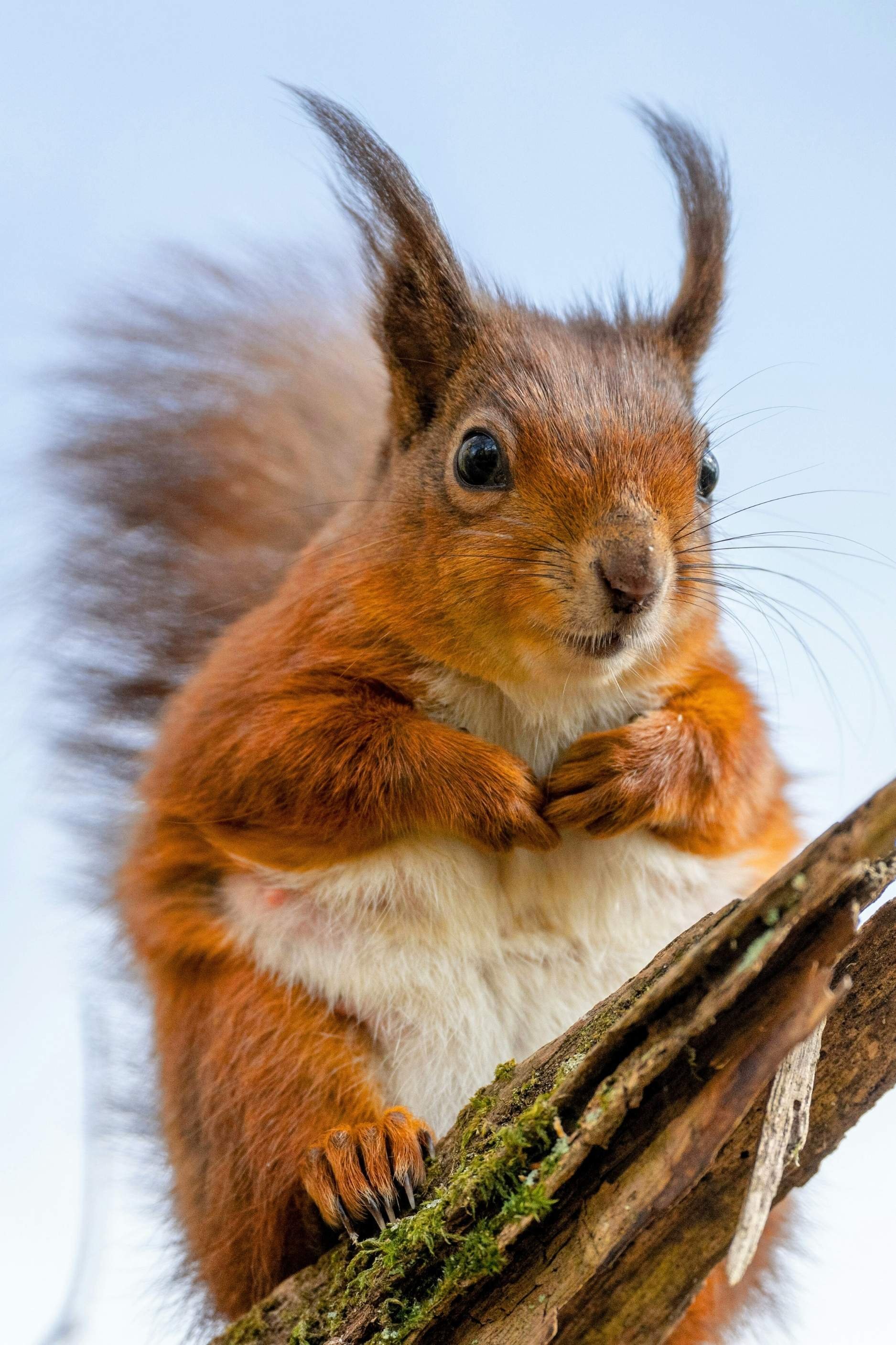 red-squirrel.jpg