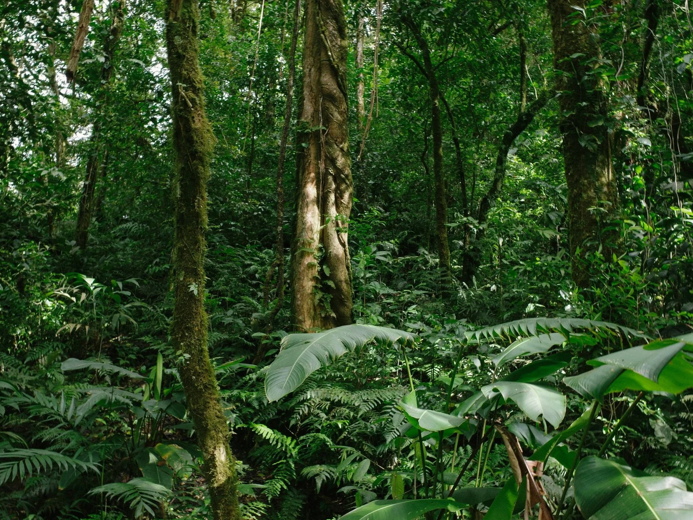 Dense tropical forest interior with heavy canopy and thick undergrowth, showing limited visibility and the absence of landmarks that cause navigation failure in rainforest environments.