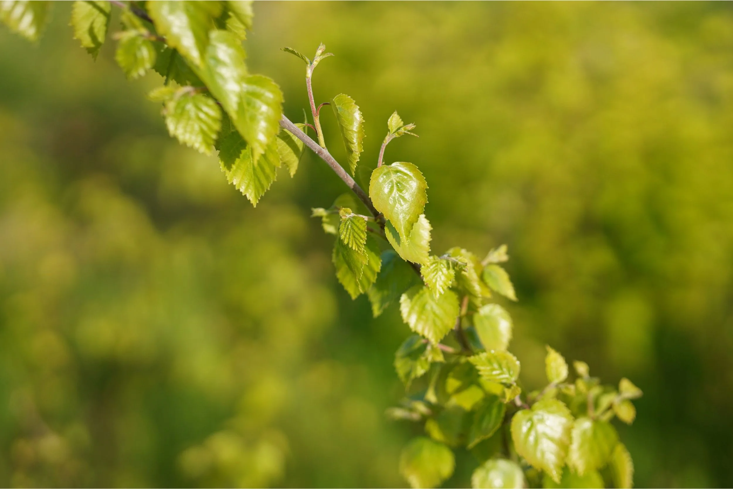 How We Plant Native Trees | Forest Methodology Ireland