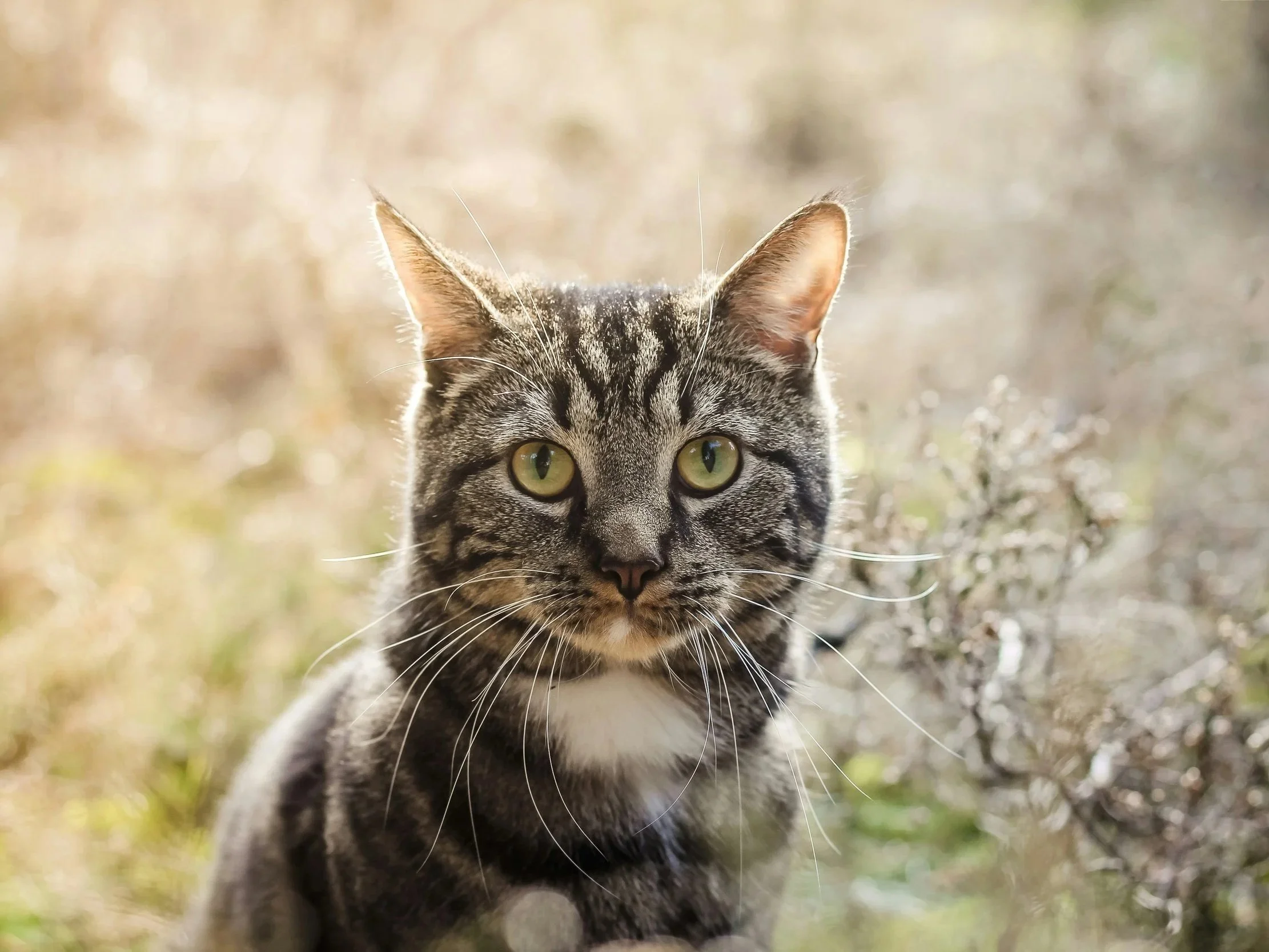 Tabby cat with green eyes in soft light representing the Celtic zodiac Cat spirit animal symbolizing intuition and mystery.
