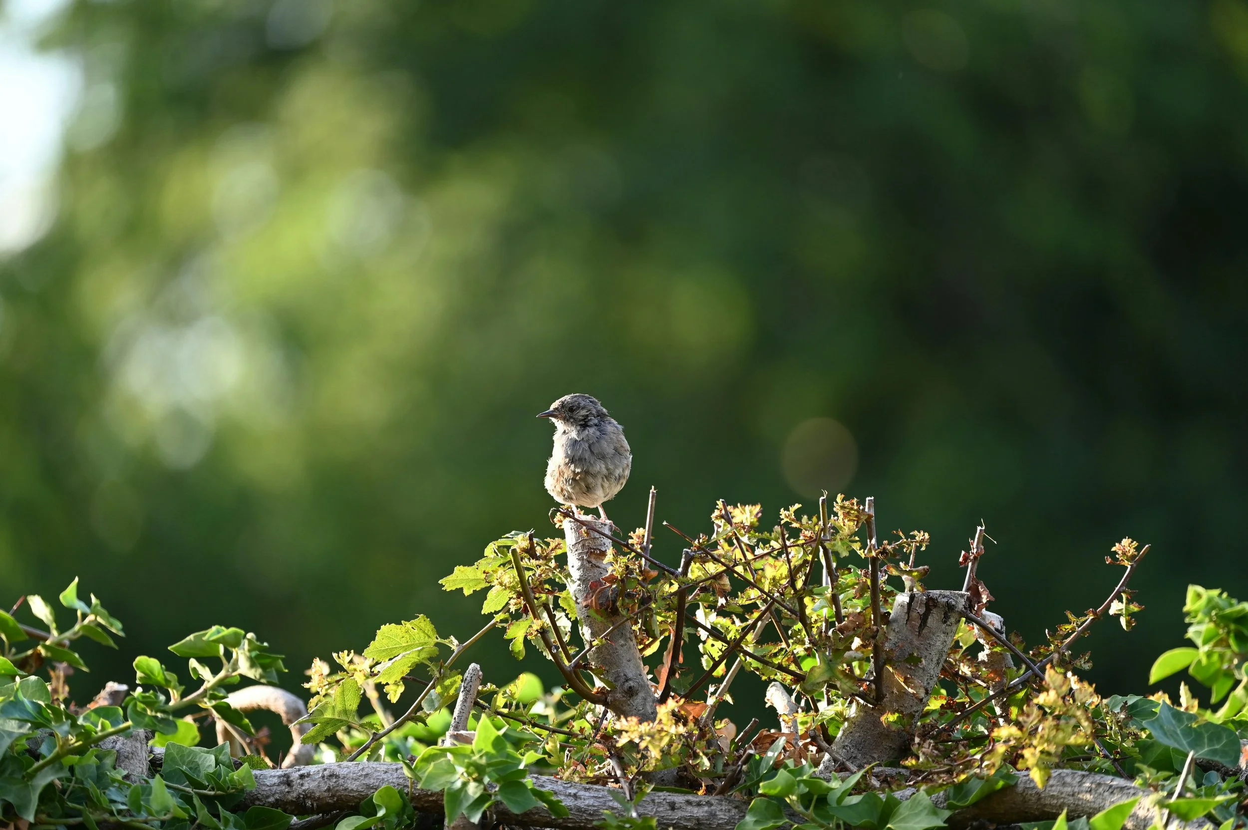 Songbird perched on native Irish hedgerow shrubs showing habitat-based tree identification in Ireland.
