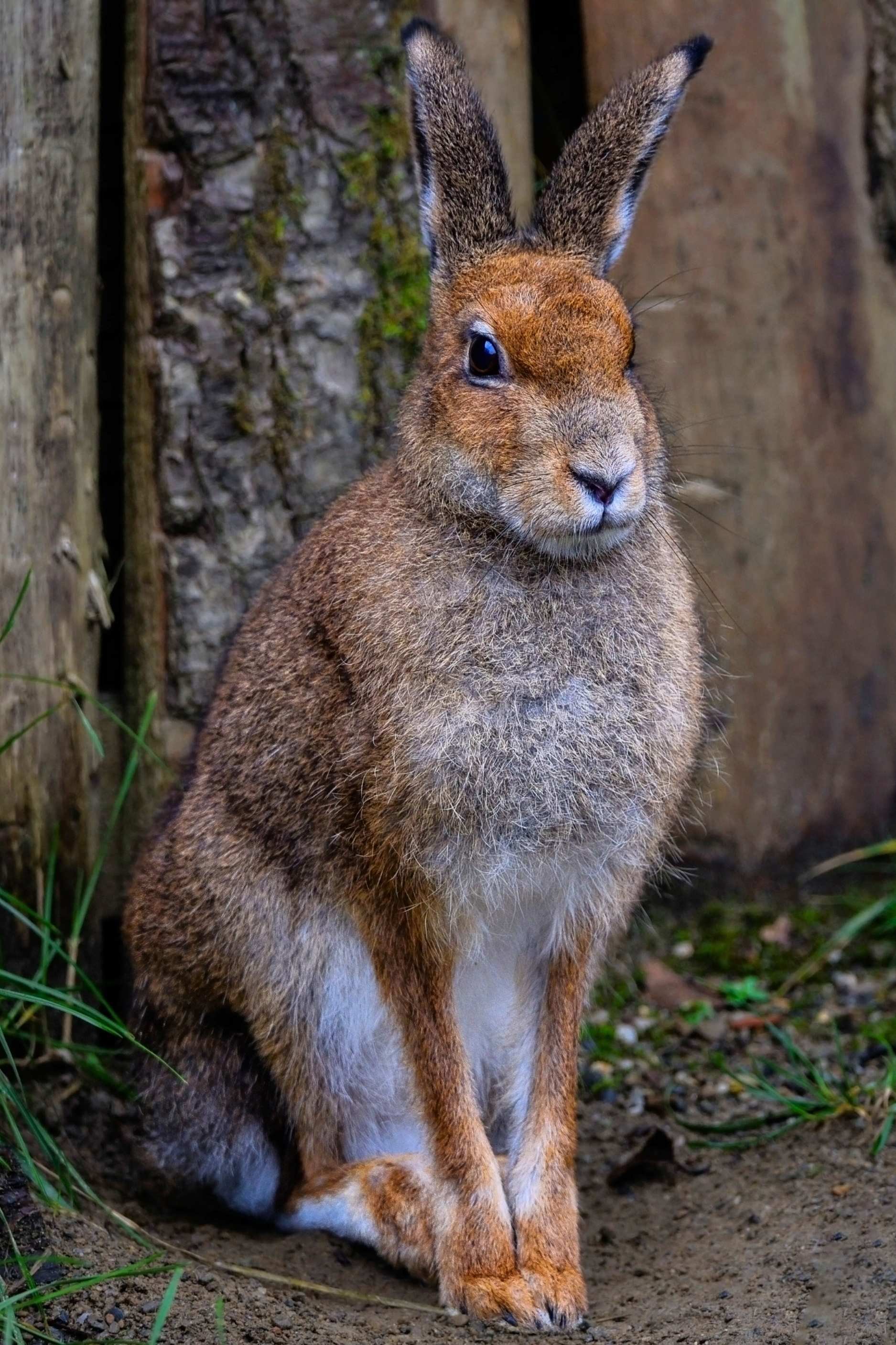 irish-hare.jpg