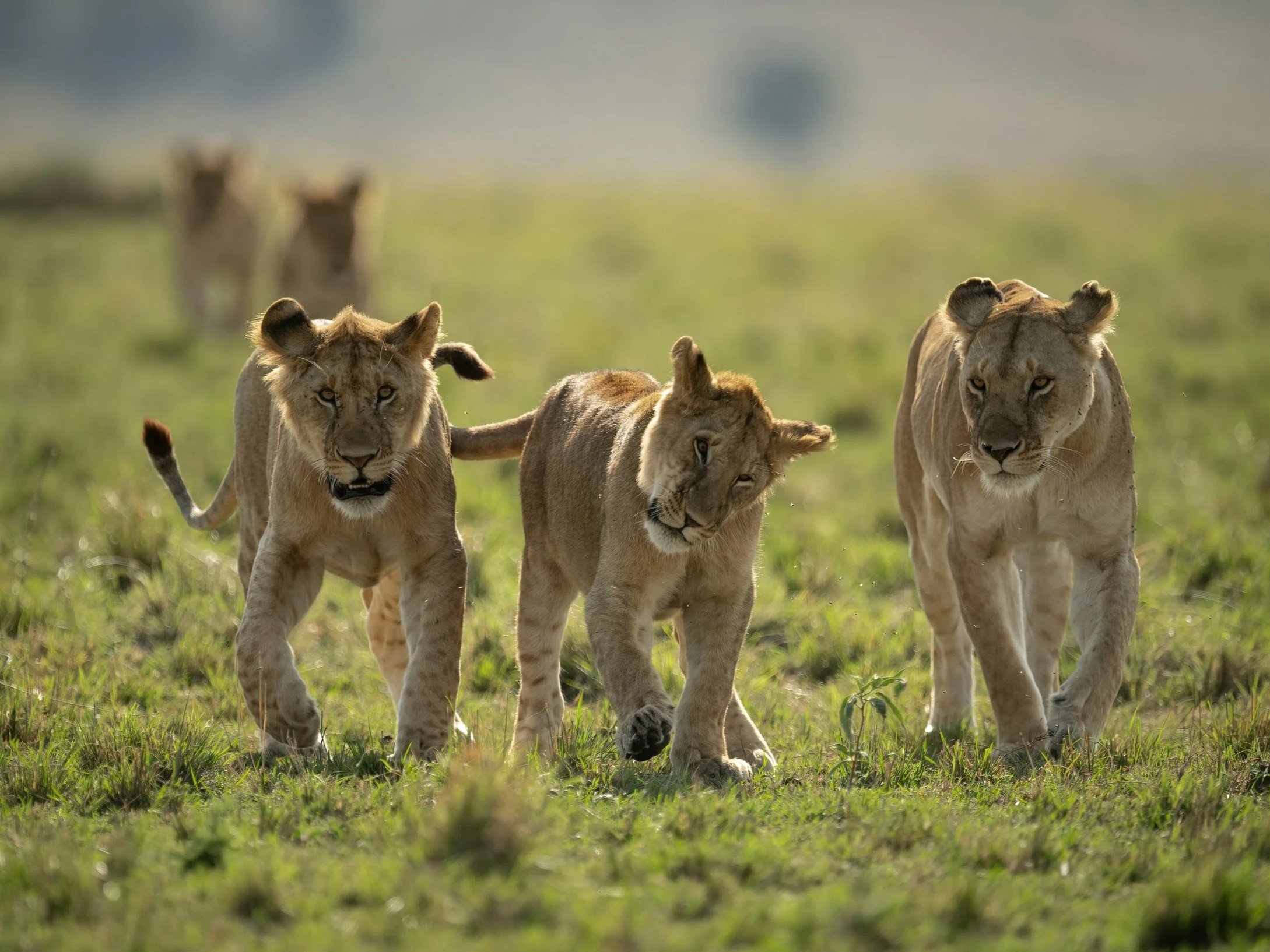 Lions walking together across grassland, showing social intelligence, coordination, and emotional awareness within a pride.