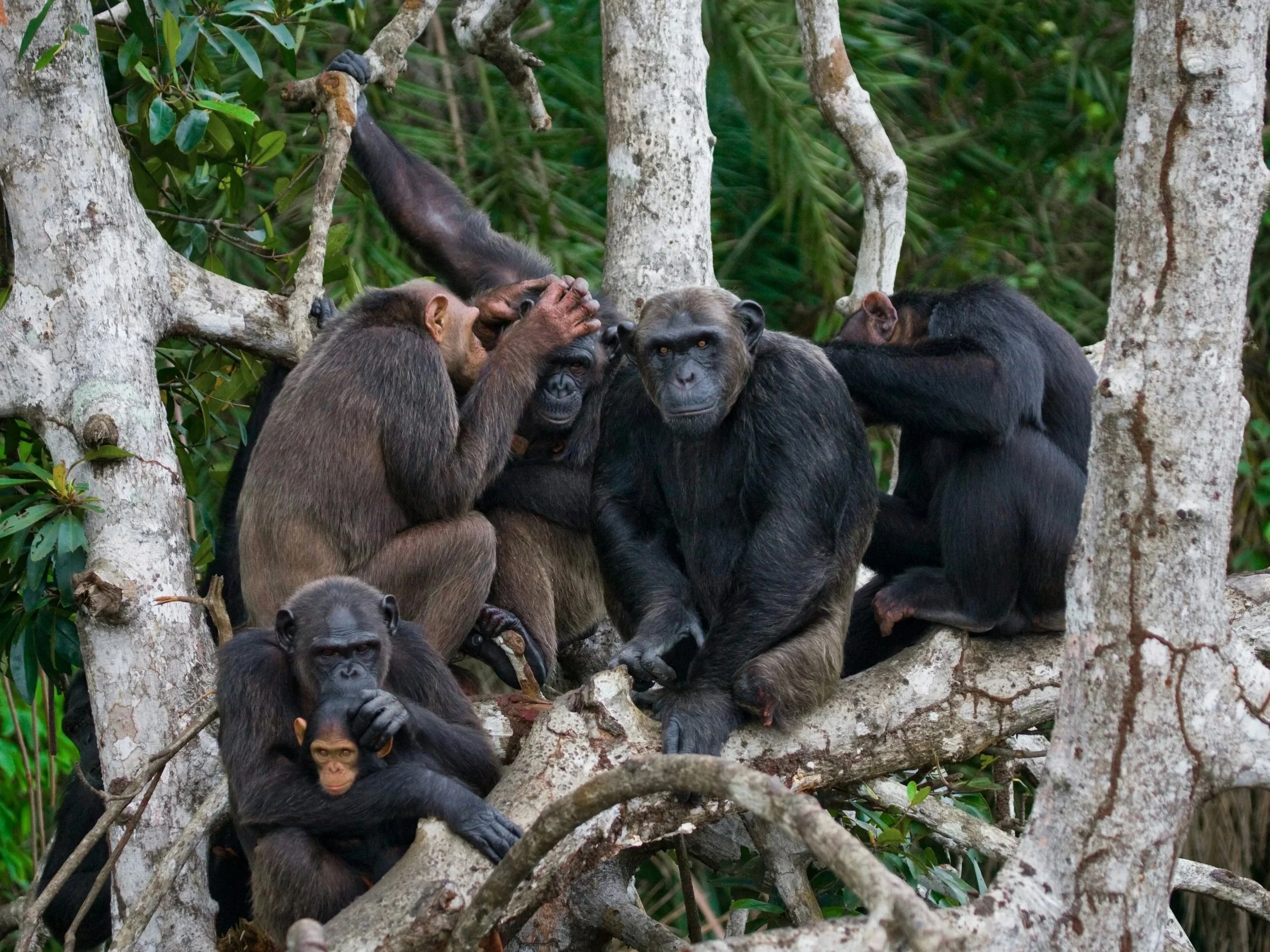 Chimpanzees grooming and consoling one another in a forest setting, demonstrating empathy, social bonding, and prosocial behavior.