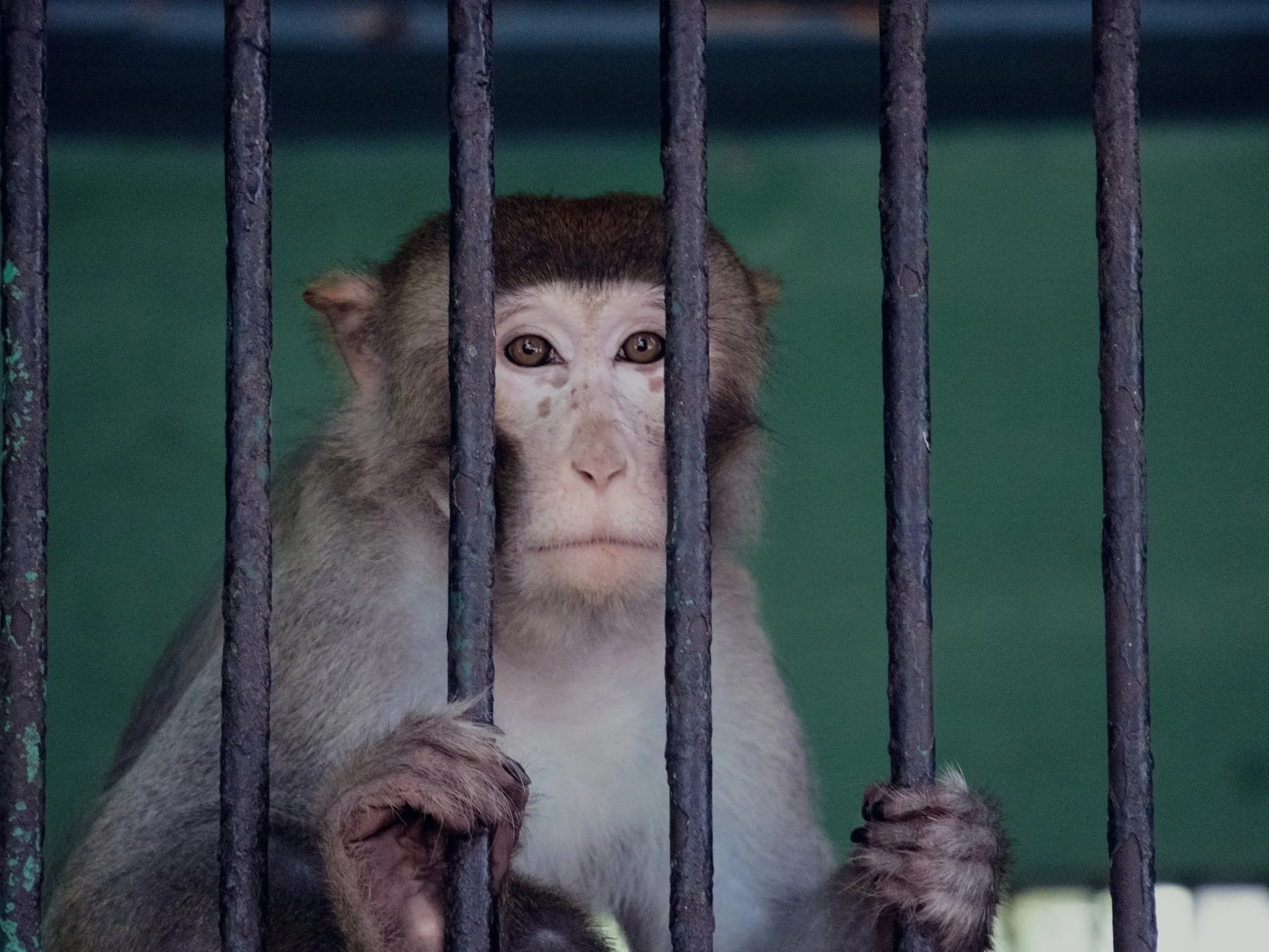 Macaque behind metal bars in a captive enclosure, illustrating confinement and emotional deprivation in institutional animal settings.