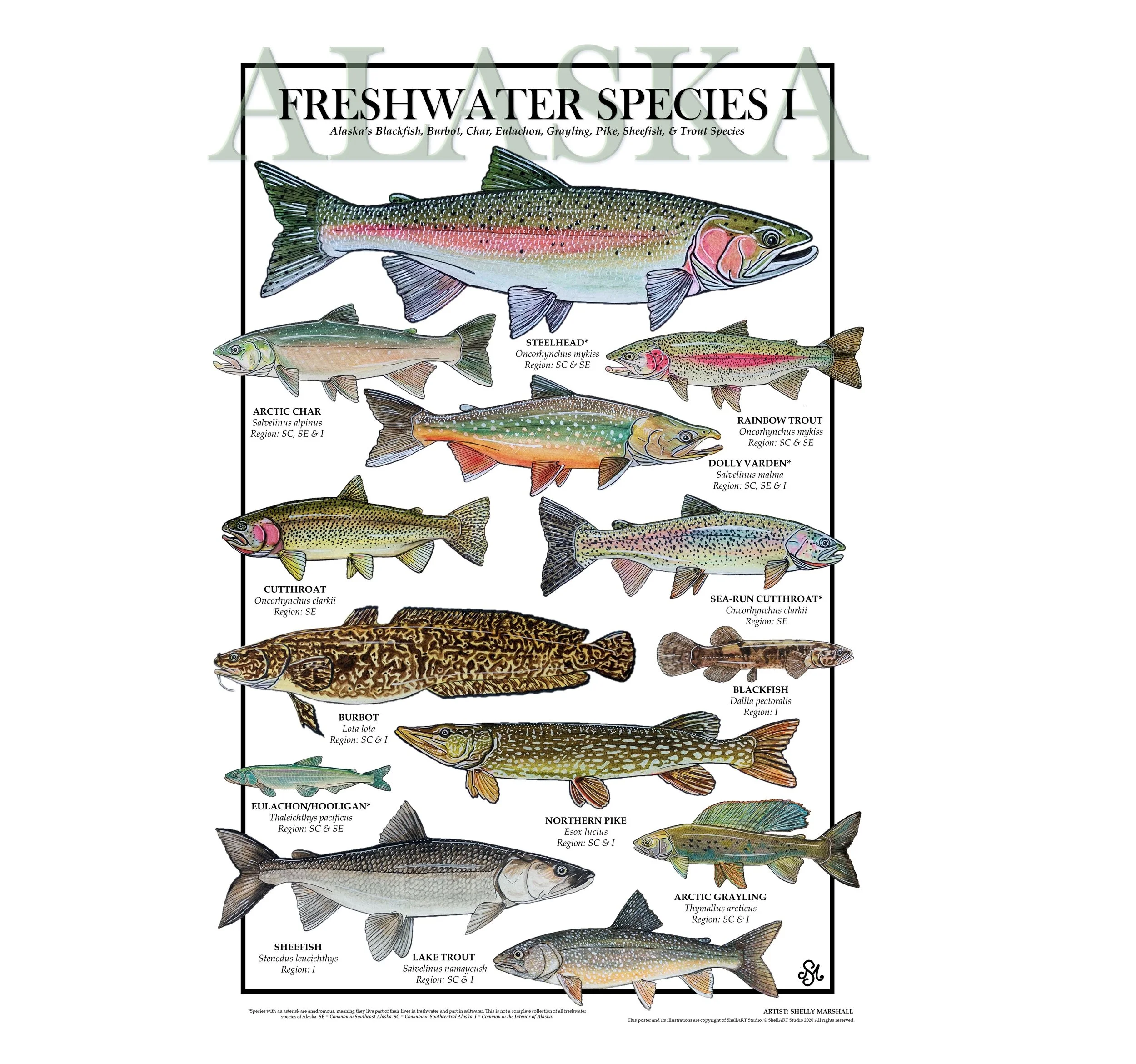 Alaska Freshwater Species Poster Large and Small — ShellART