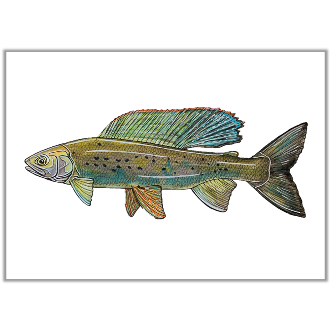 Arctic Grayling-Limited Prints