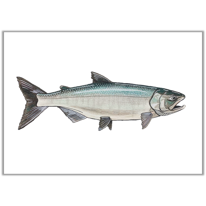Ocean Chum Salmon