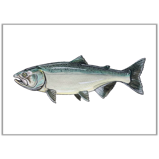 Ocean Coho Salmon