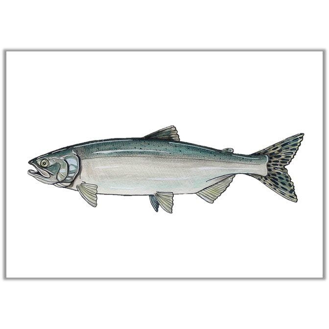 Ocean Pink Salmon