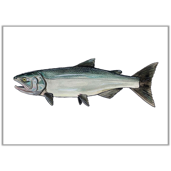 Ocean Sockeye Salmon