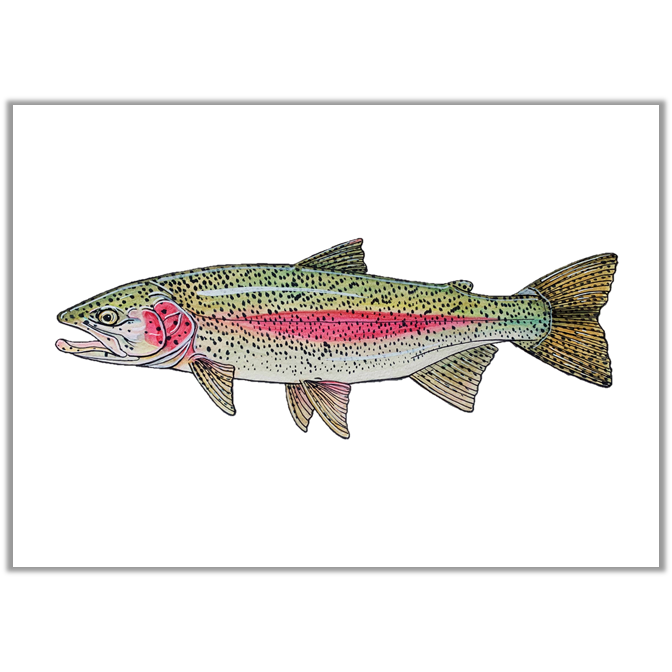 Rainbow Trout