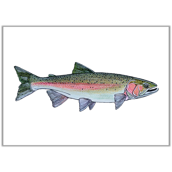 Steelhead