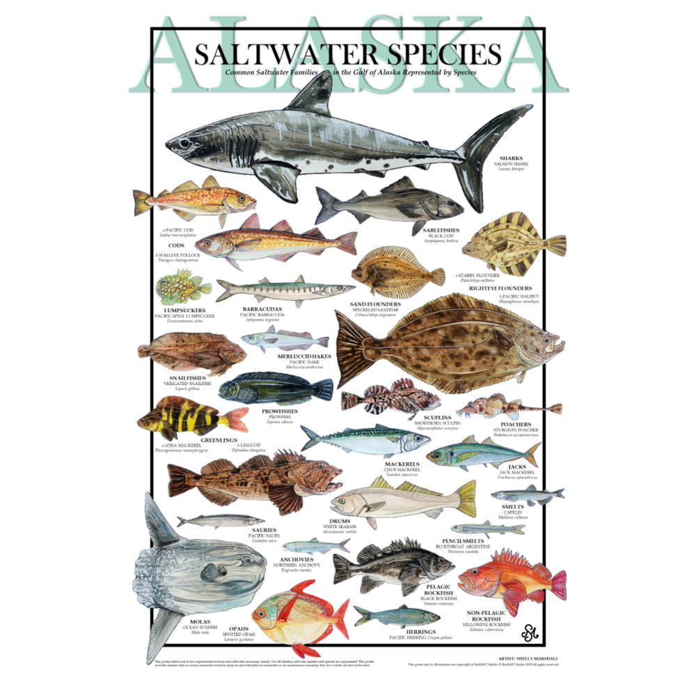 Alaska Saltwater Species Poster — ShellART