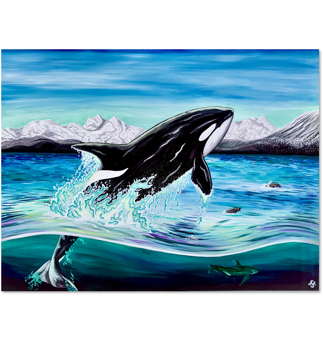 Orca Chasing Sea Lions 