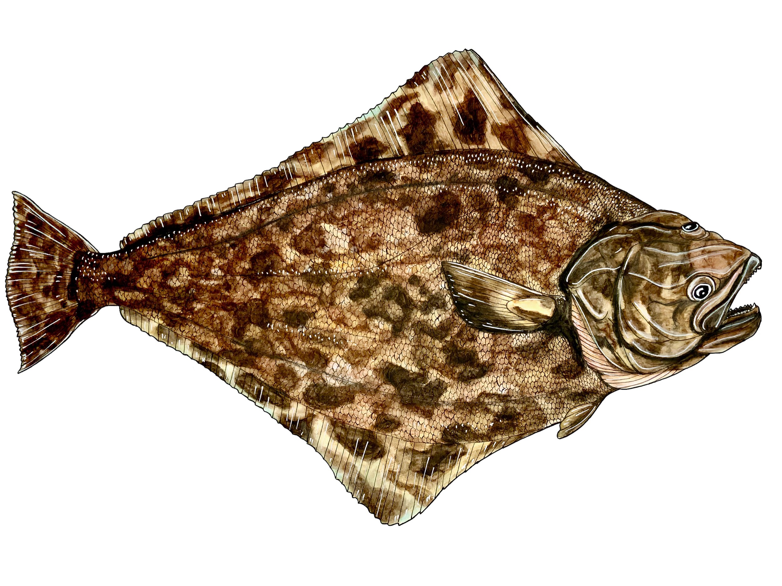 Halibut-Limited Prints