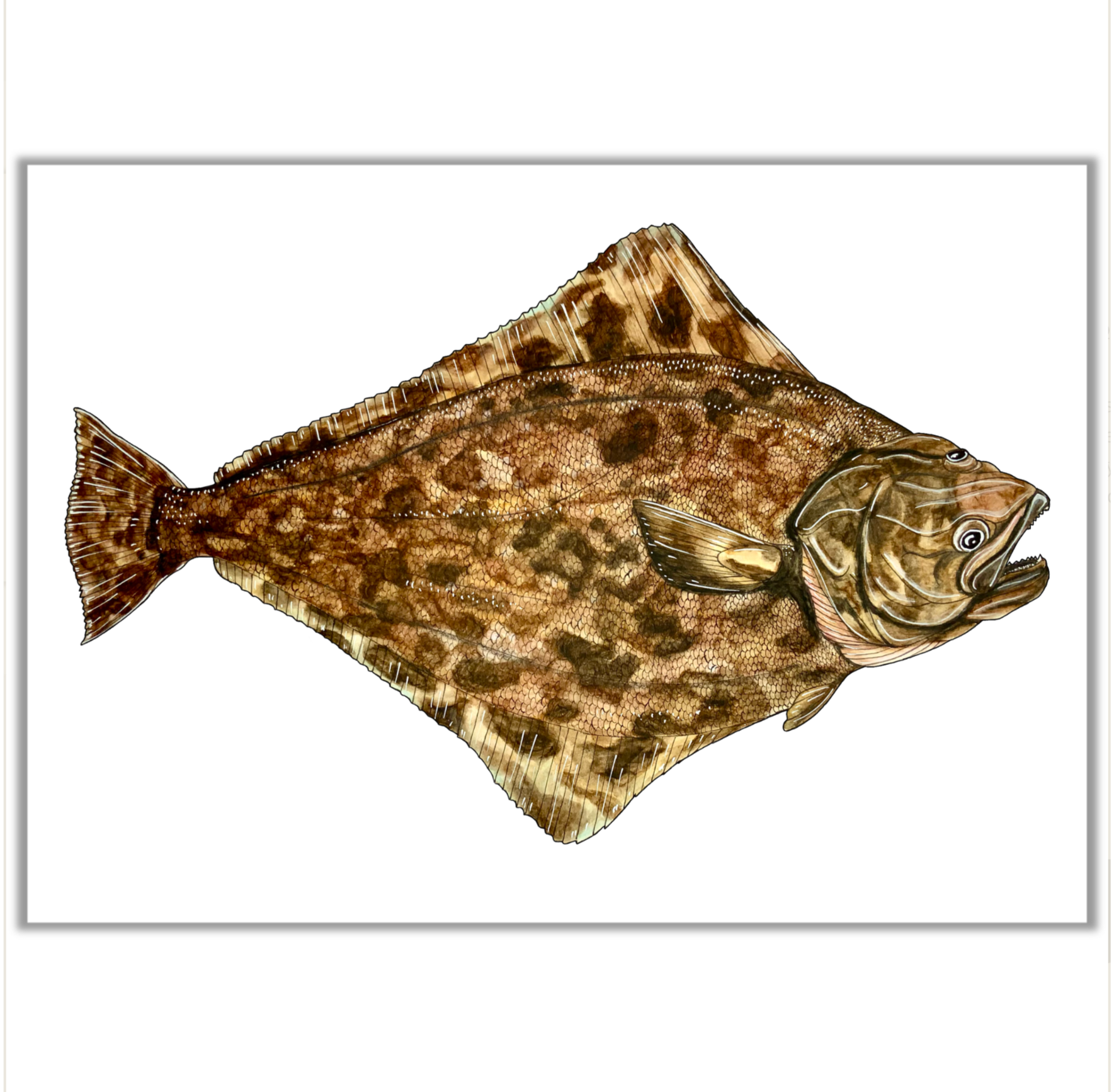 Halibut-Limited Prints