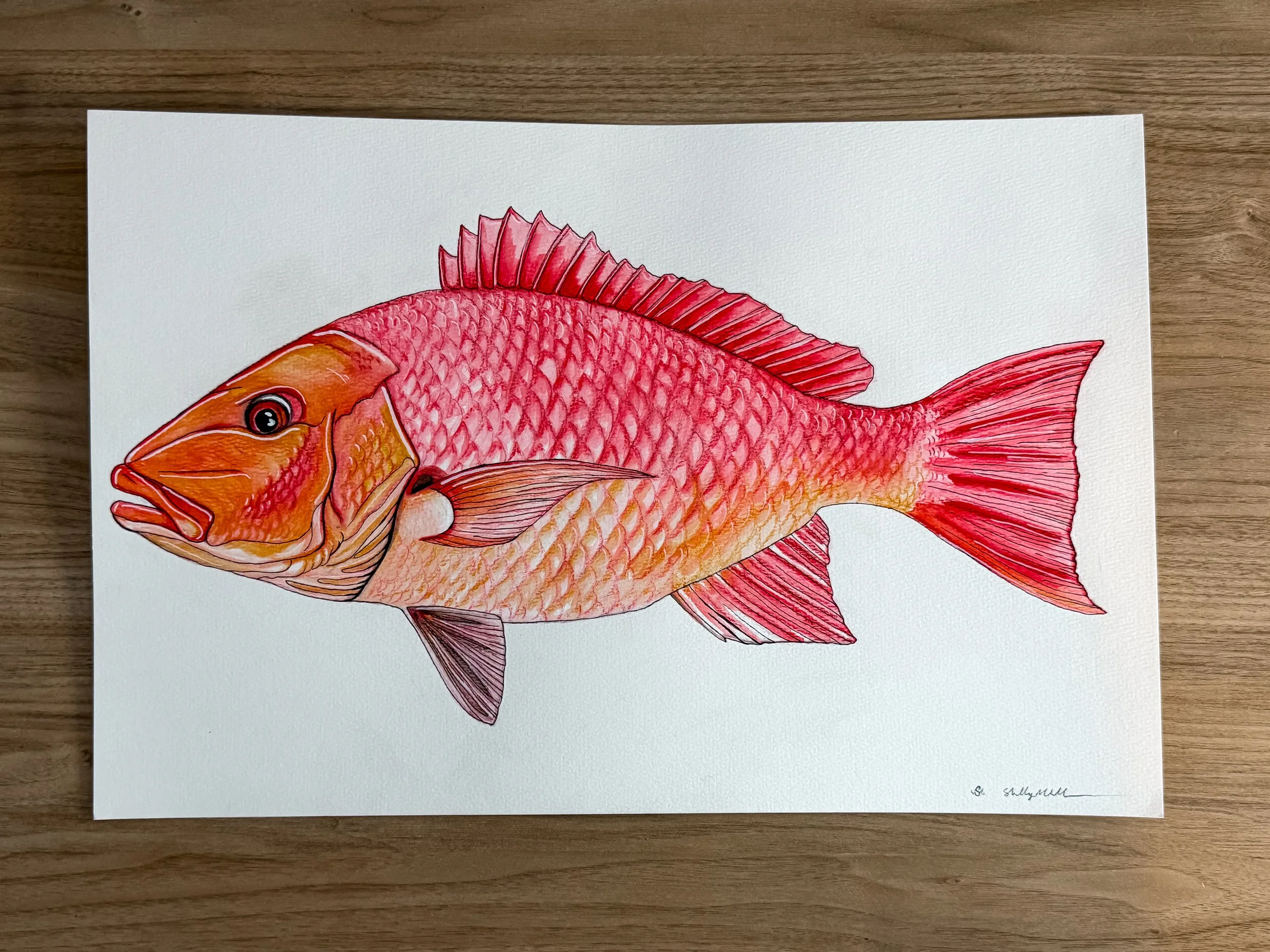 Red Snapper Original 1.JPG