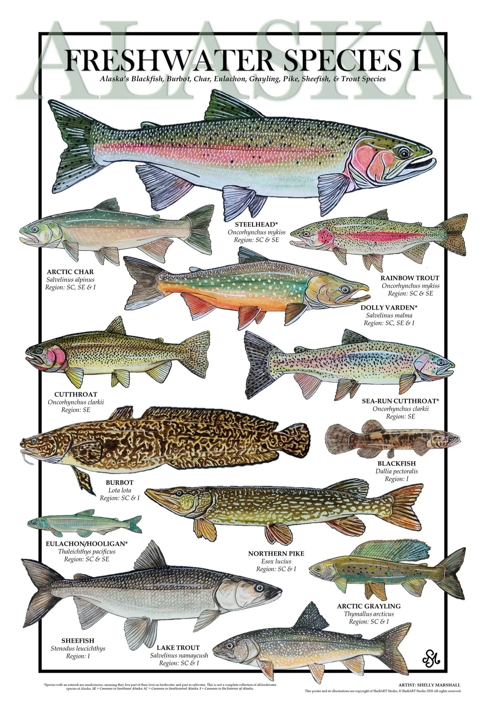 Alaskan Freshwater Species Poster 11