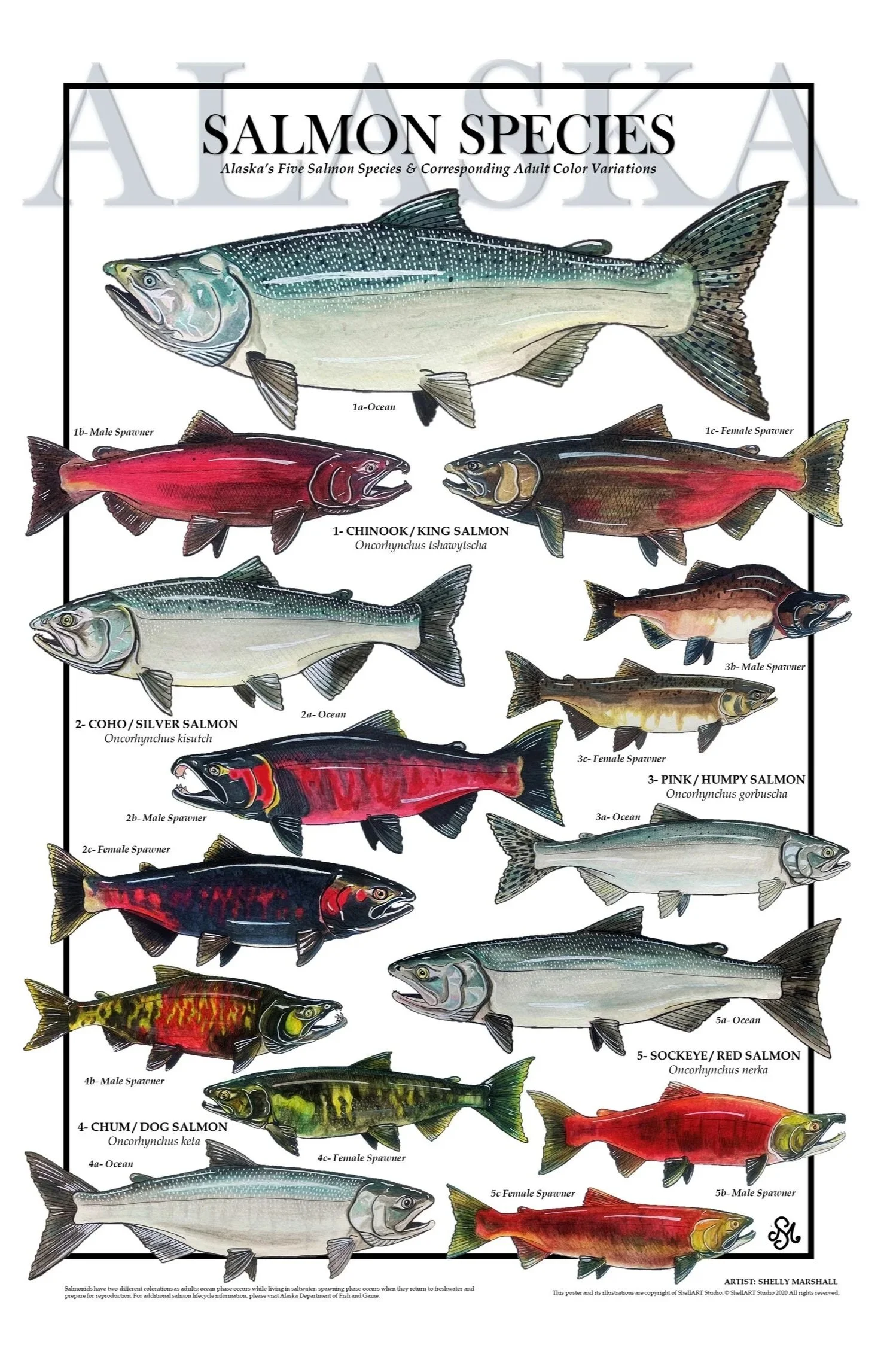 Alaska Salmon Species Posters 11