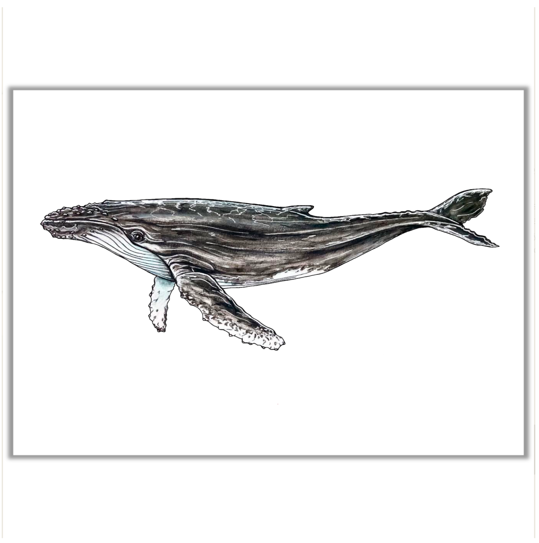 Humpback Whale