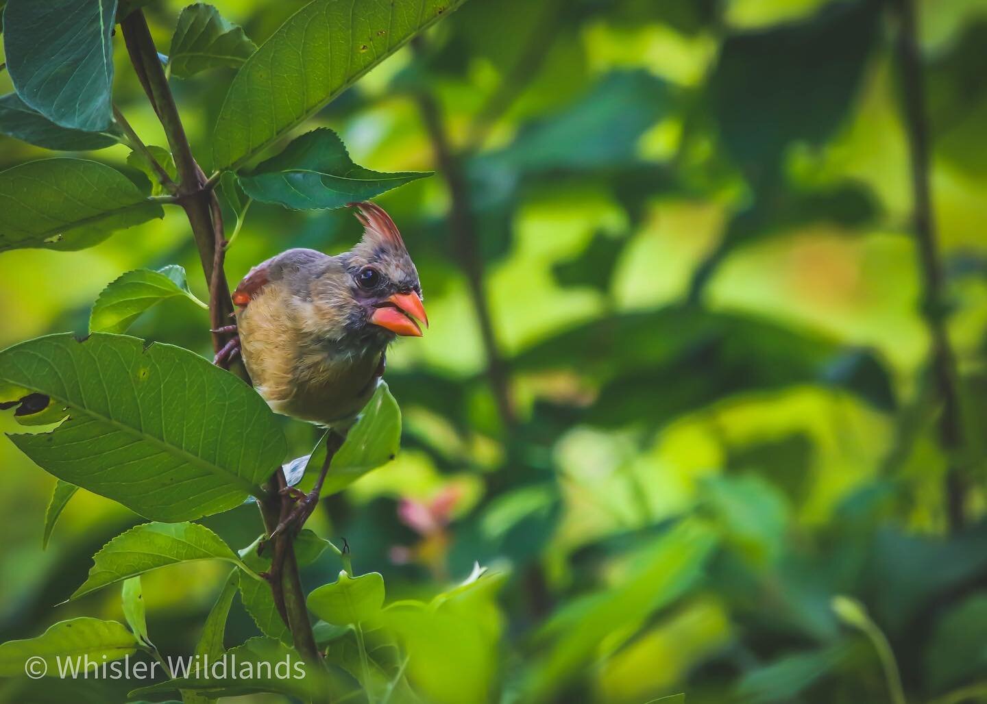 Another great adventure at Cromwell Valley State Park. #cromwellvalleystatepark #nature #naturephotography #ourdoors #ourdoorphotography #wildlife #butterfly #birds #birding #wildlifephotography #rabbit #conservation #wilderness #adventure WhislerWil