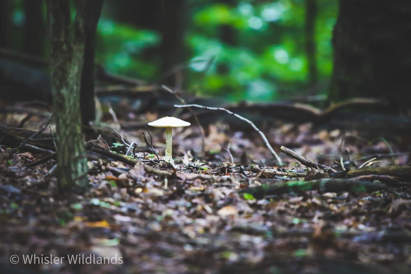 Mushrooms of the forest floor at Loch Raven. #forest #mushrooms #fingi #outdoors #wildlife #outdoorphotography #wildlifephotography #nature #naturephotography #fungiphotography #mushroomphotography #conservation WhislerWildlandsLLC.com