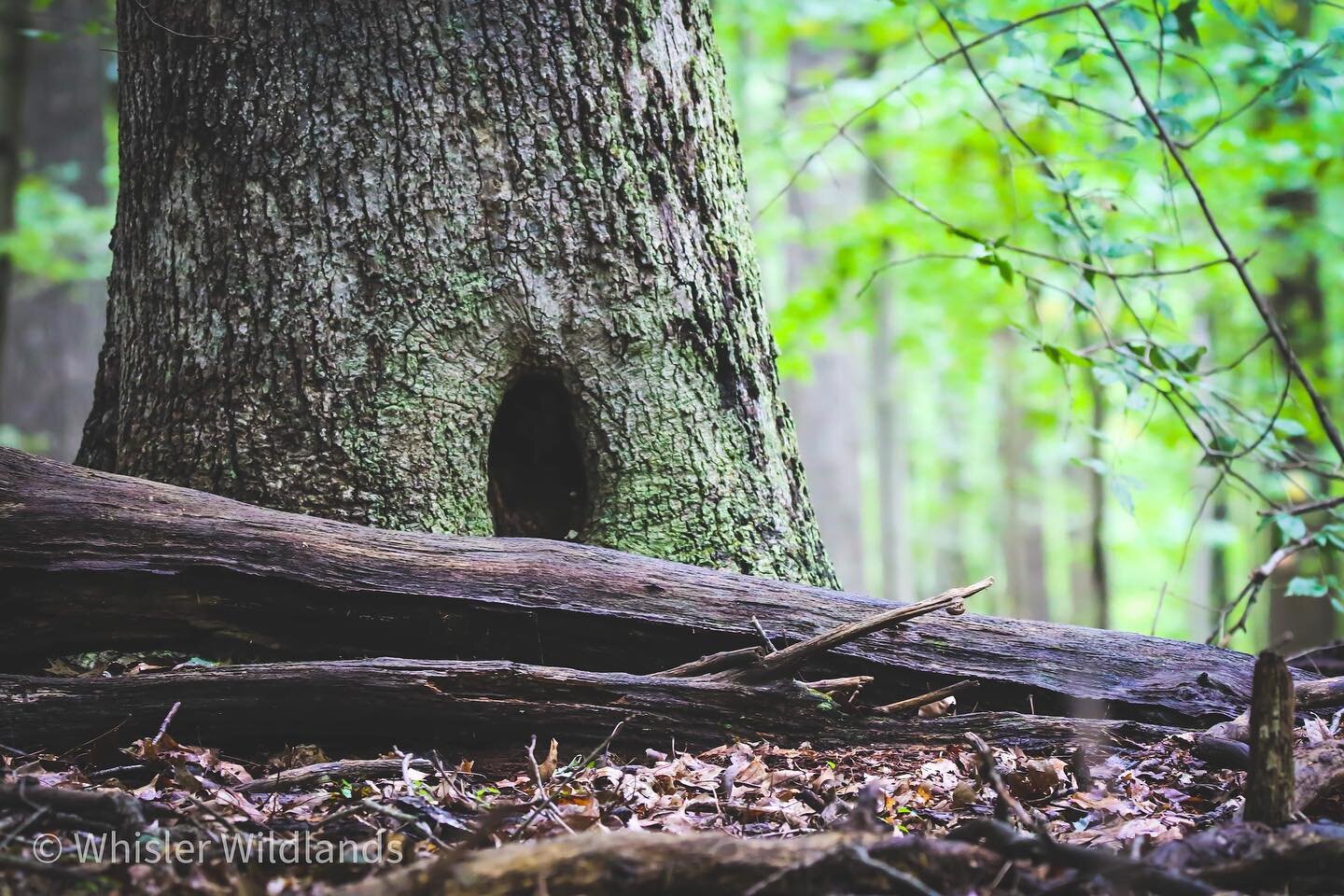 Magic in the forest. #tree #nature #naturephotography #wildlife #wildlifephotography #wild #outdoors #outdoorphotography #forest #conservation