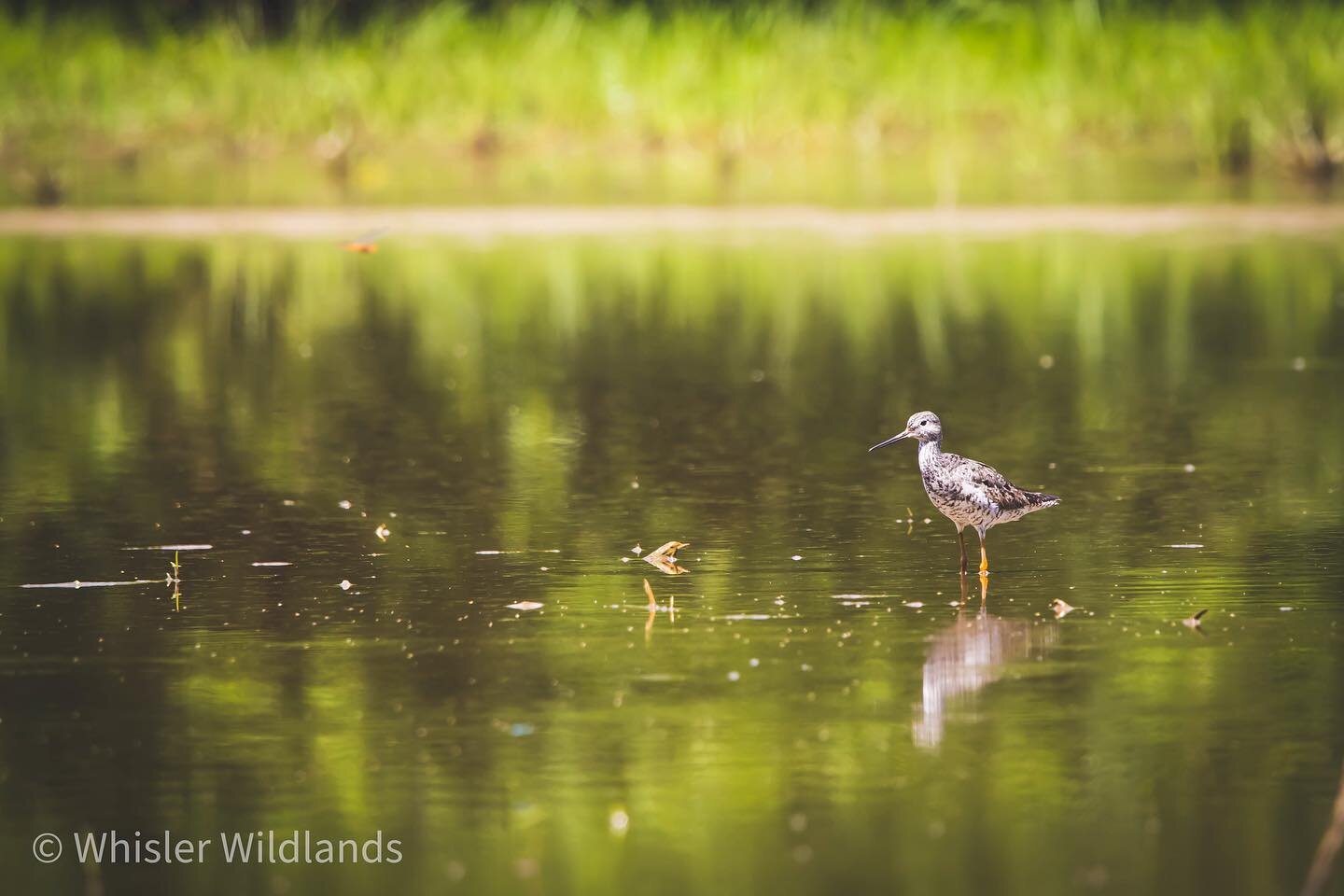 Paper Mill Flats.  Heron, Egrets, Terns, Greater Yellow Legs, and many other forms of wildlife ere very active at this wetland. 
#nature #naturephotography #outdoors #outdoorphotography #wildlife #wildlifephotography #bird #birding #birdphotography #
