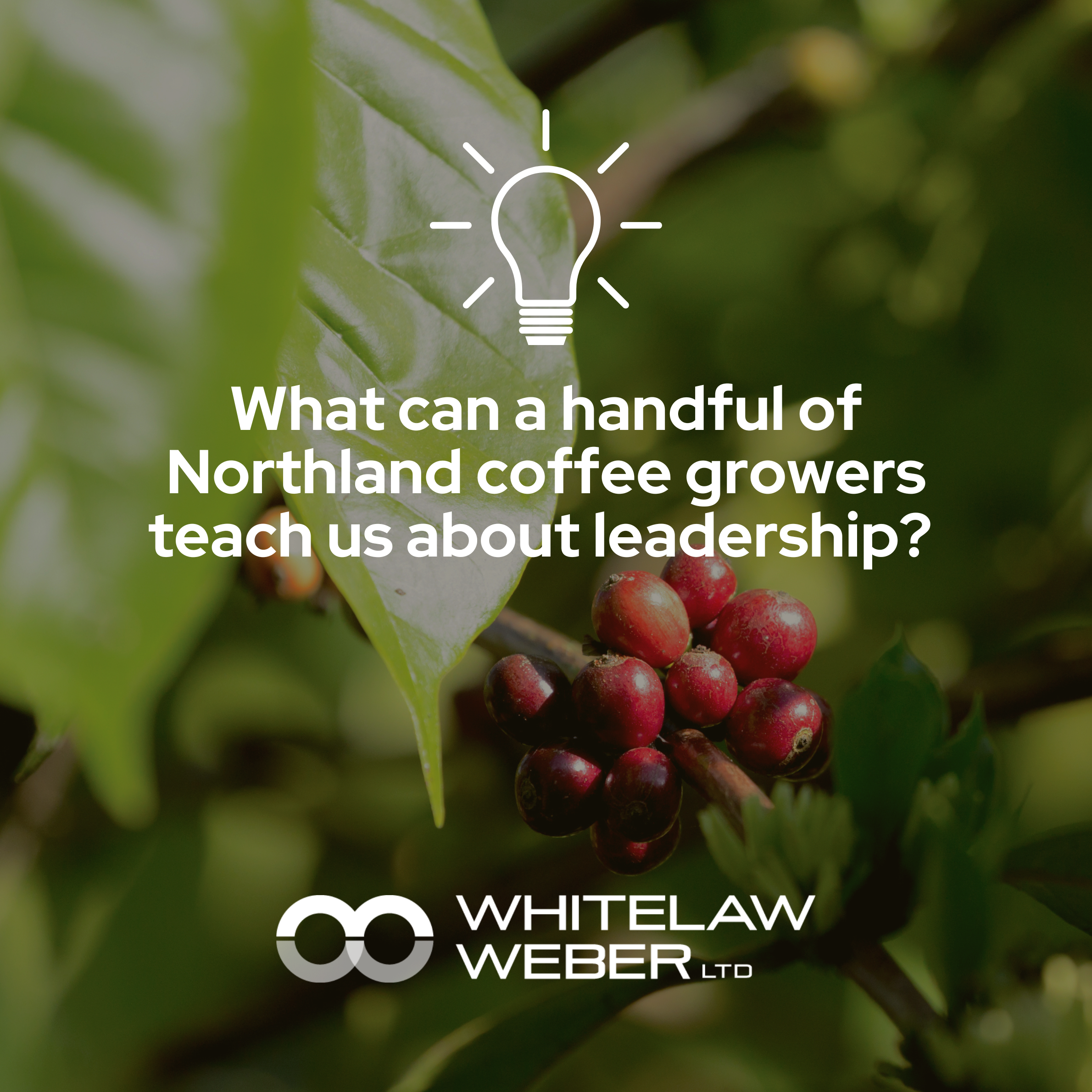 Poipoia te kākano: what a handful of coffee growers taught me about leadership