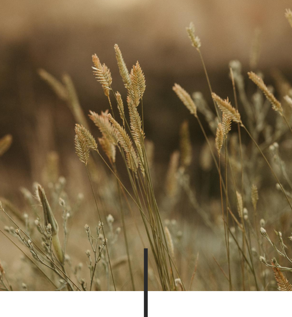 Ashley_for website_wheat.png