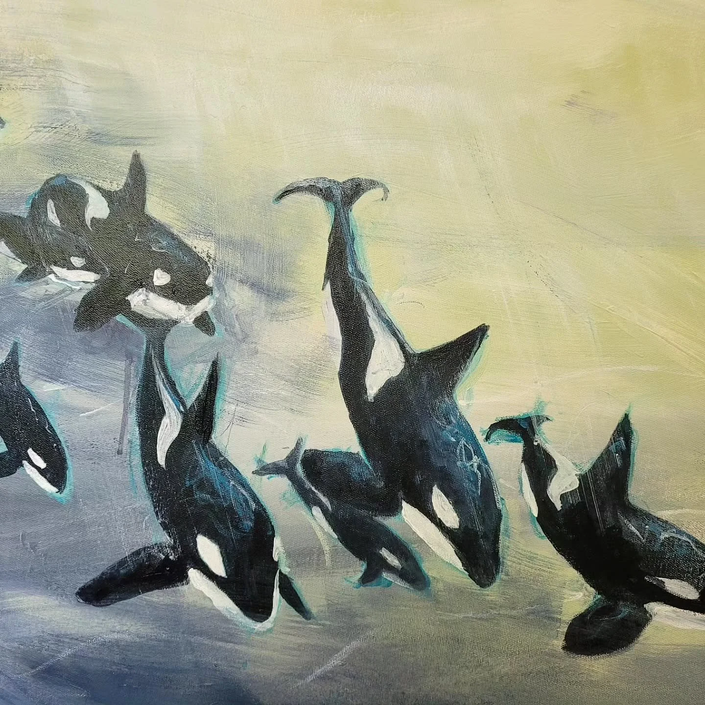 In progress! Orca's have always been a pretty special animal to me (I have a big tattoo of one on my leg!) but I have struggled to find a way to paint them that works for me. After a recent trip to the BC coast, I was inspired to try again. It's been