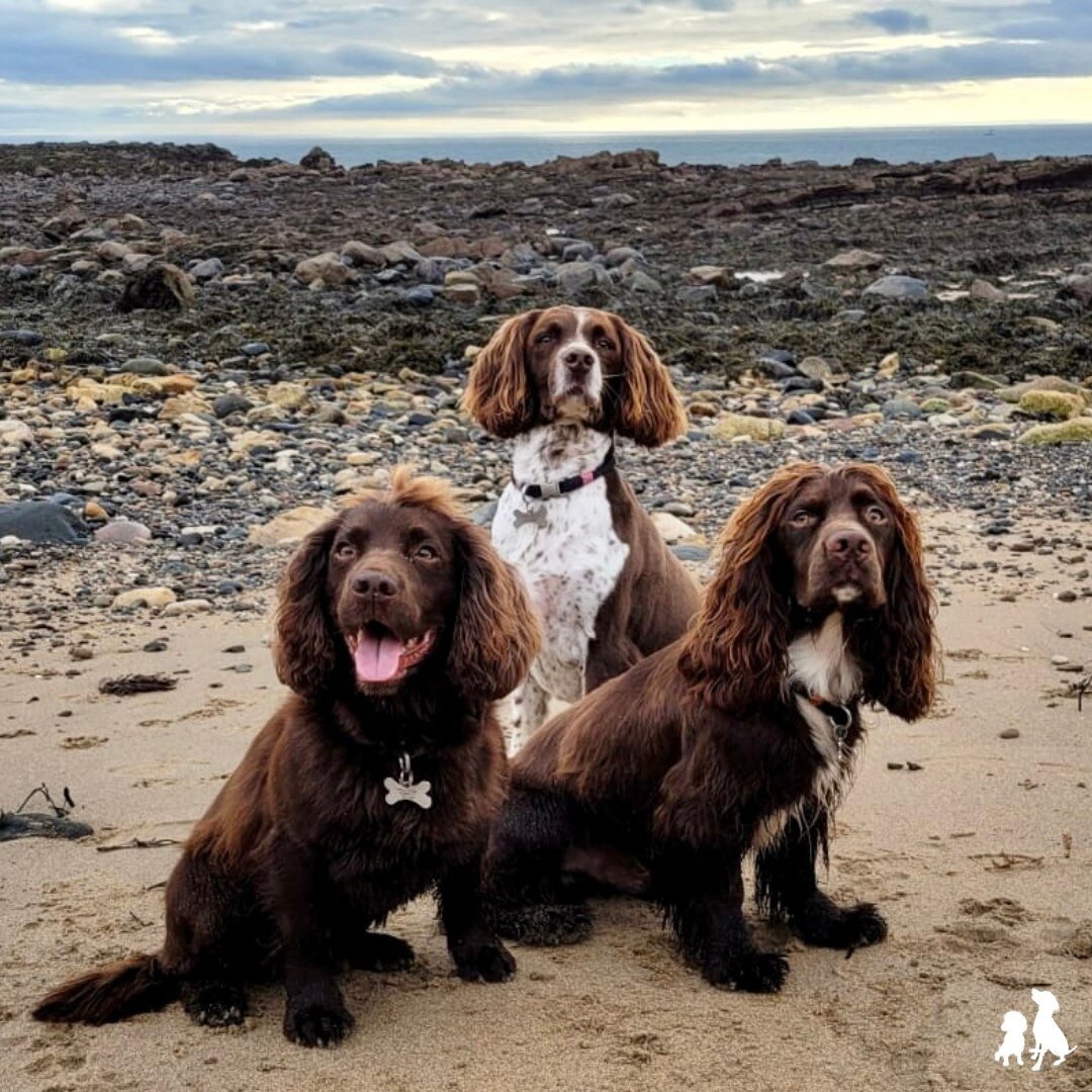 Wishing you all a very Merry Christmas and Happy Holidays! 🥰🎄

Thanks for all your support over the last year, it's been a fun one! 🤩❤️🐾

See you in 2023! 😍🐾

Gillian and The Crew x 💚

#workingcockersofinstagram #workingcockerspaniels #working