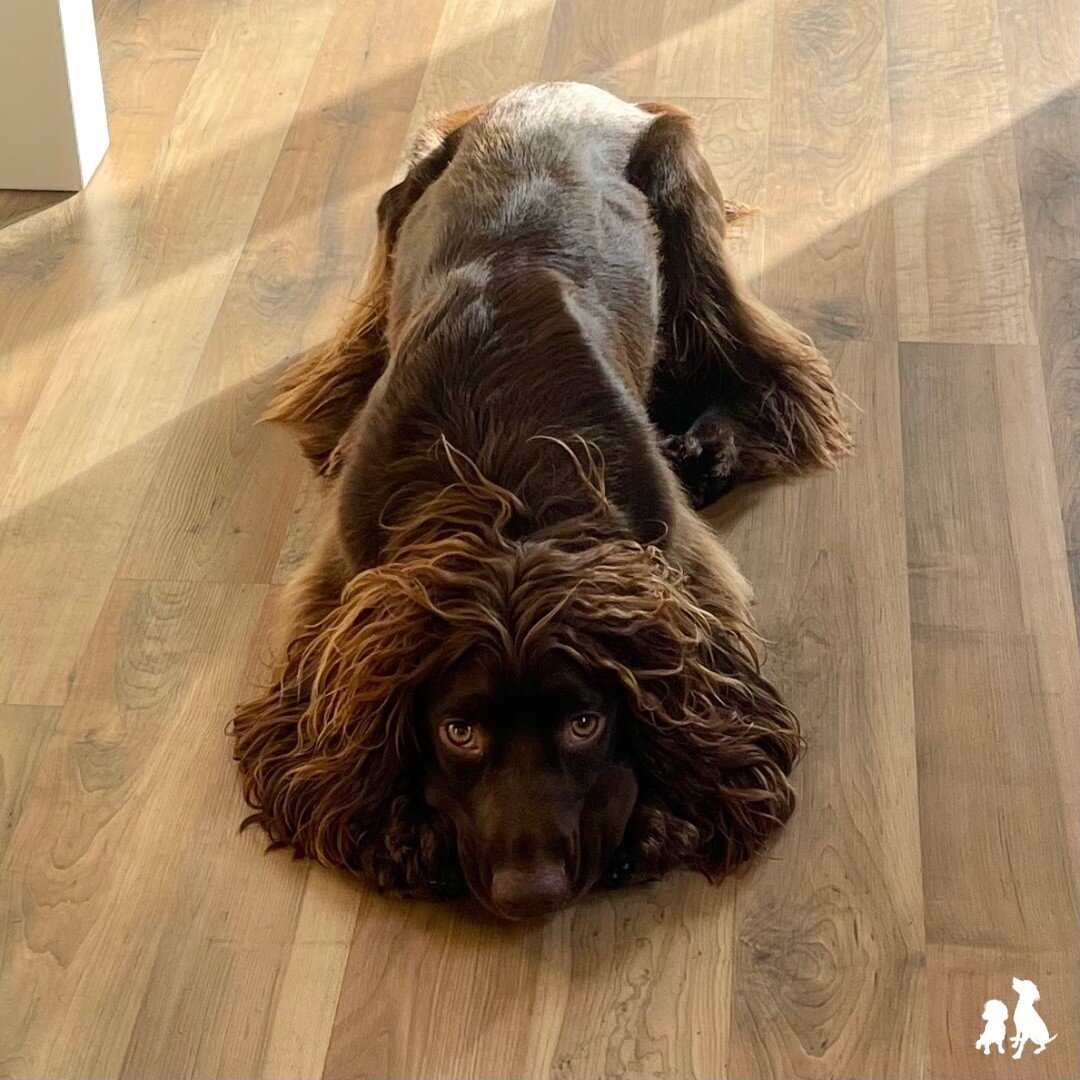 Think Harris might be auditioning for the next L&rsquo;Or&eacute;al advert #becauseimworthit 😂 Wish I had his locks! 😍🤎

#somadra #luxurydog #dogbrand #workingcockerspanielsofinsta #chocolateworkingcockerspaniel #chocolateworkingcockerspaniels #wo