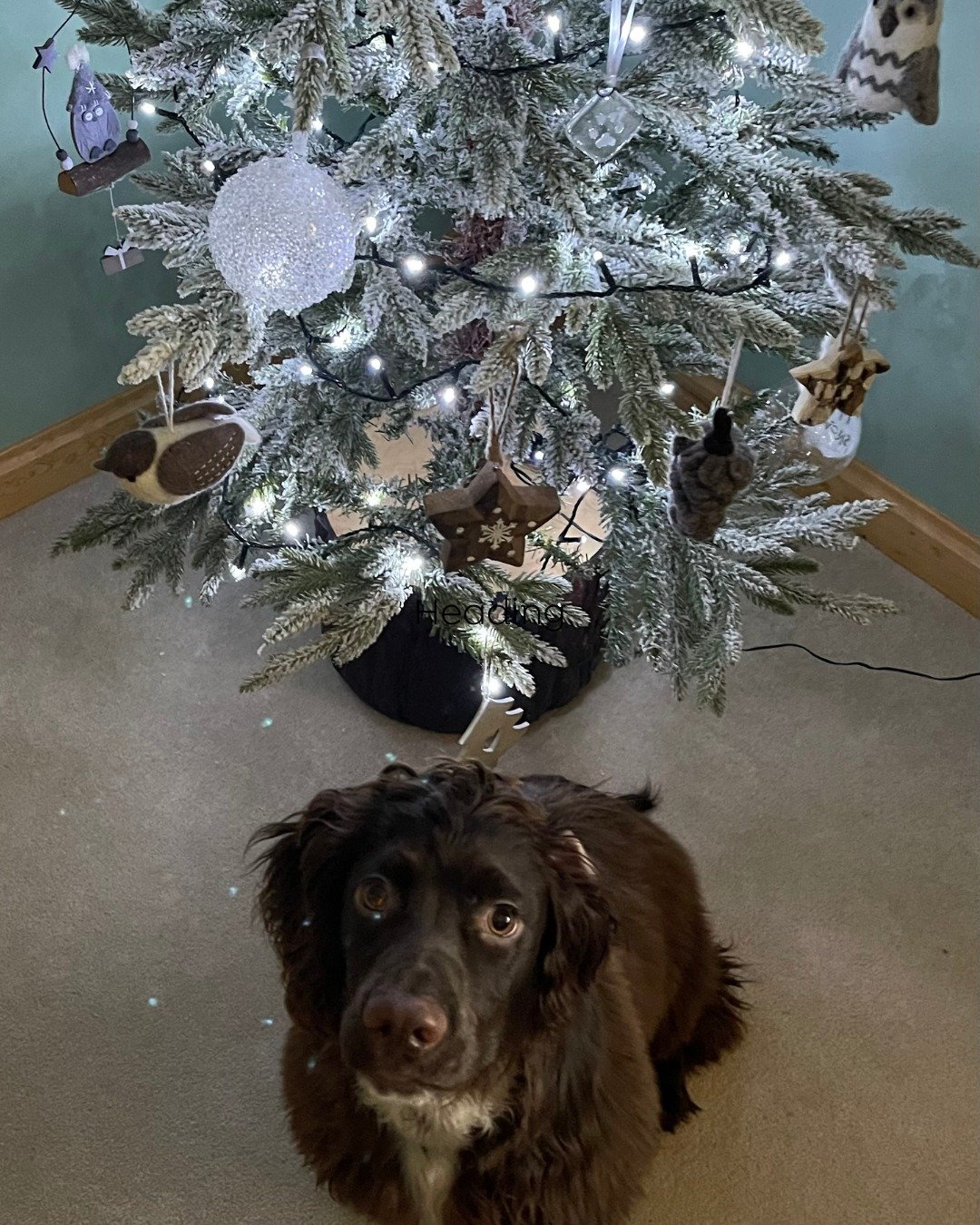 Just to say, that&rsquo;s us signing off for the year🎄

Thank you for all the support shown to S&oacute; Madra in 2025, it&rsquo;s genuinely appreciated 🥰

Wishing you and your dogs a calm Christmas and a very Happy New Year 😍

We&rsquo;ll be back