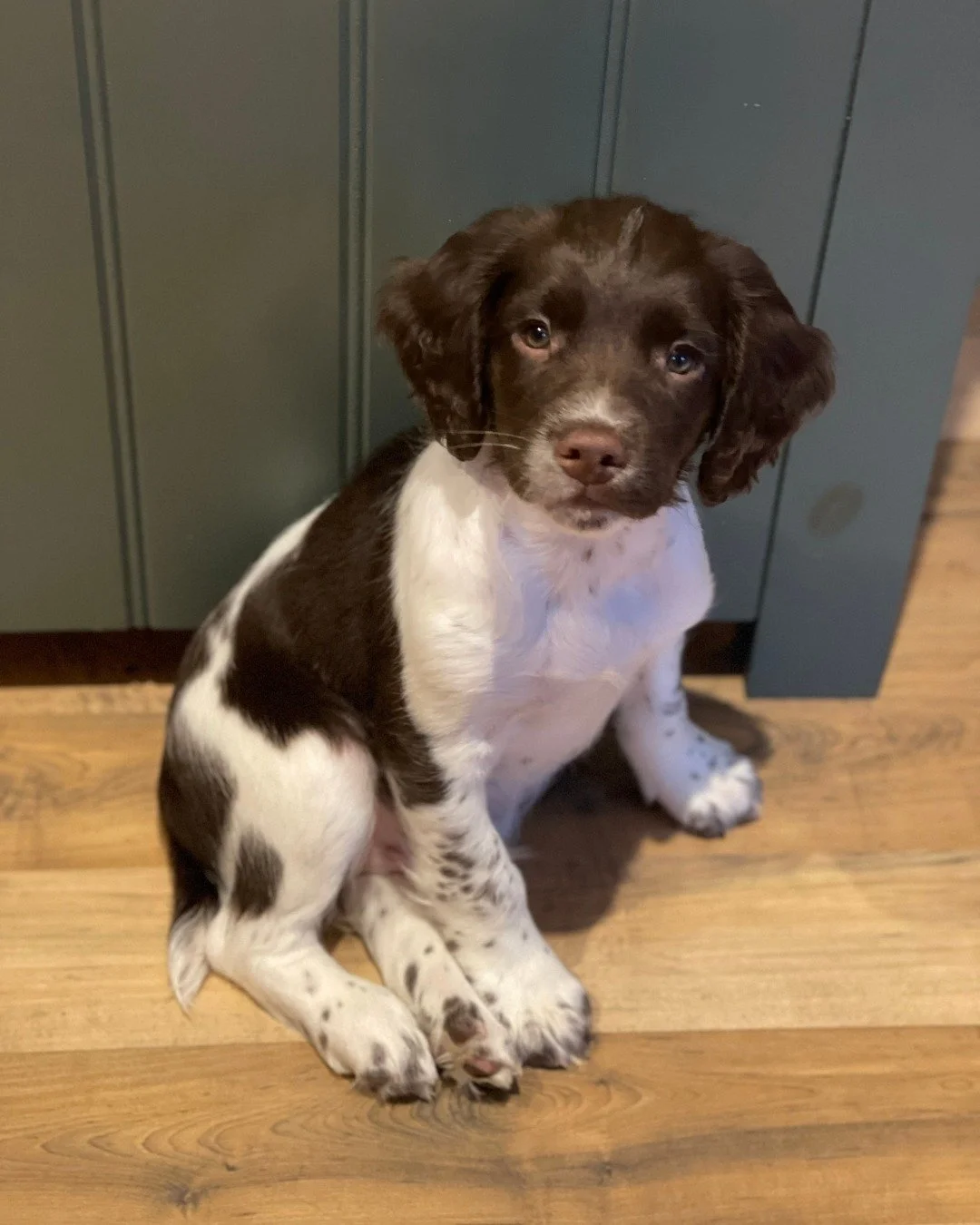 Welcome Nevis, our new pack member! 🤎🤍 🐾

So looking forward to our Springer Spaniel adventures and he's going to fit right in with rest of the crew 😍

Huge thanks to Greg and Laura @auchendinny_gundogs ! We feel really lucky to have this little 