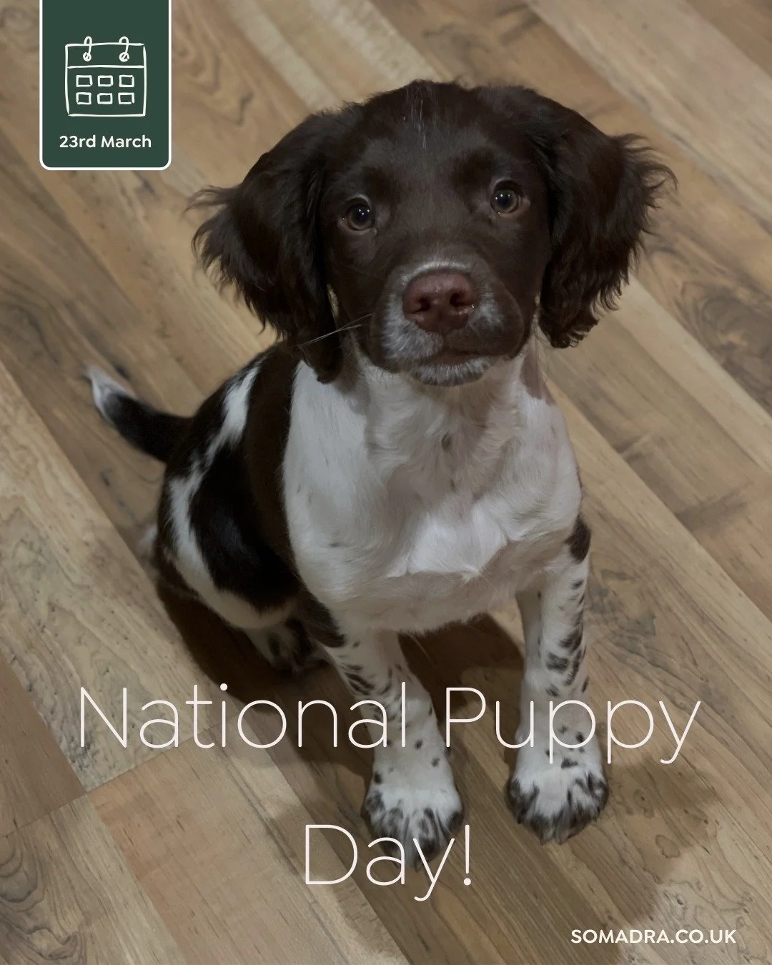 🐾 National Puppy Day!

Nevis is still figuring life out and today seemed like a good excuse to share another photo (although, do we really need an excuse for a puppy pic?!) 🤎

With endless curiosity, every day is an adventure! 

👇 How was puppyhoo