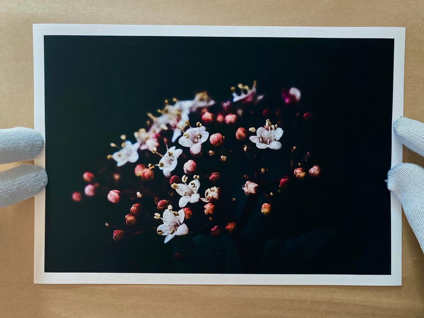 DAY NINE of our Lockdown Love giveaways!!! This time we drop down to Dunedin for a beaut print from the lovely Mel at @thepollinationgardener ! We love Mel&rsquo;s close up and moody shots of florals.  To win this amazing print simply tell us; what&r