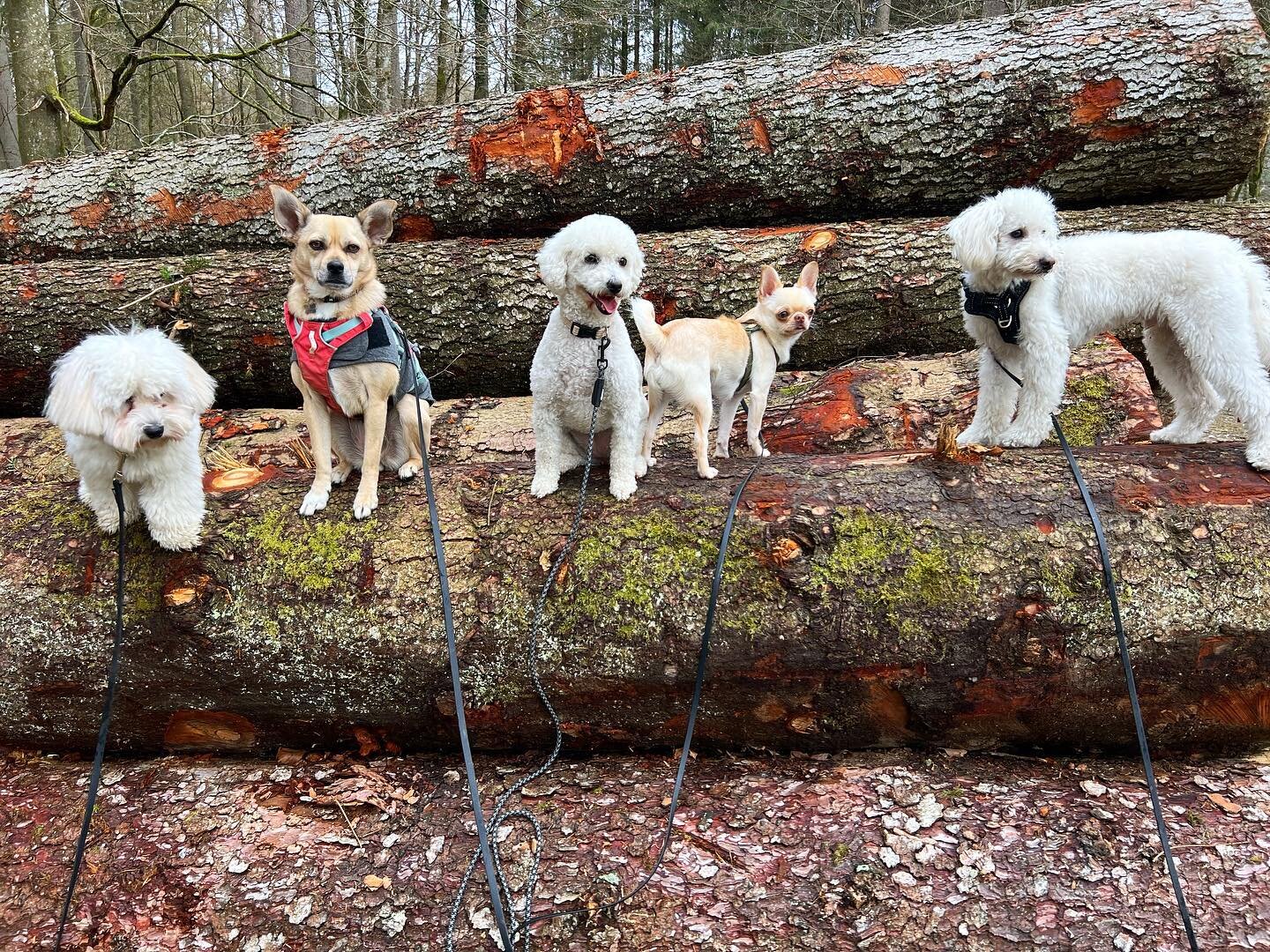 If the week starts with these super dogs, it has to be a great week❤️we wish you an amazing rest of the week🐾

#daycare #dogdaycare #adventures #friendship #pack #dogs #doglover #love #dogaffair #passion #happy #thankful #amazing #outdoor #walk #pos