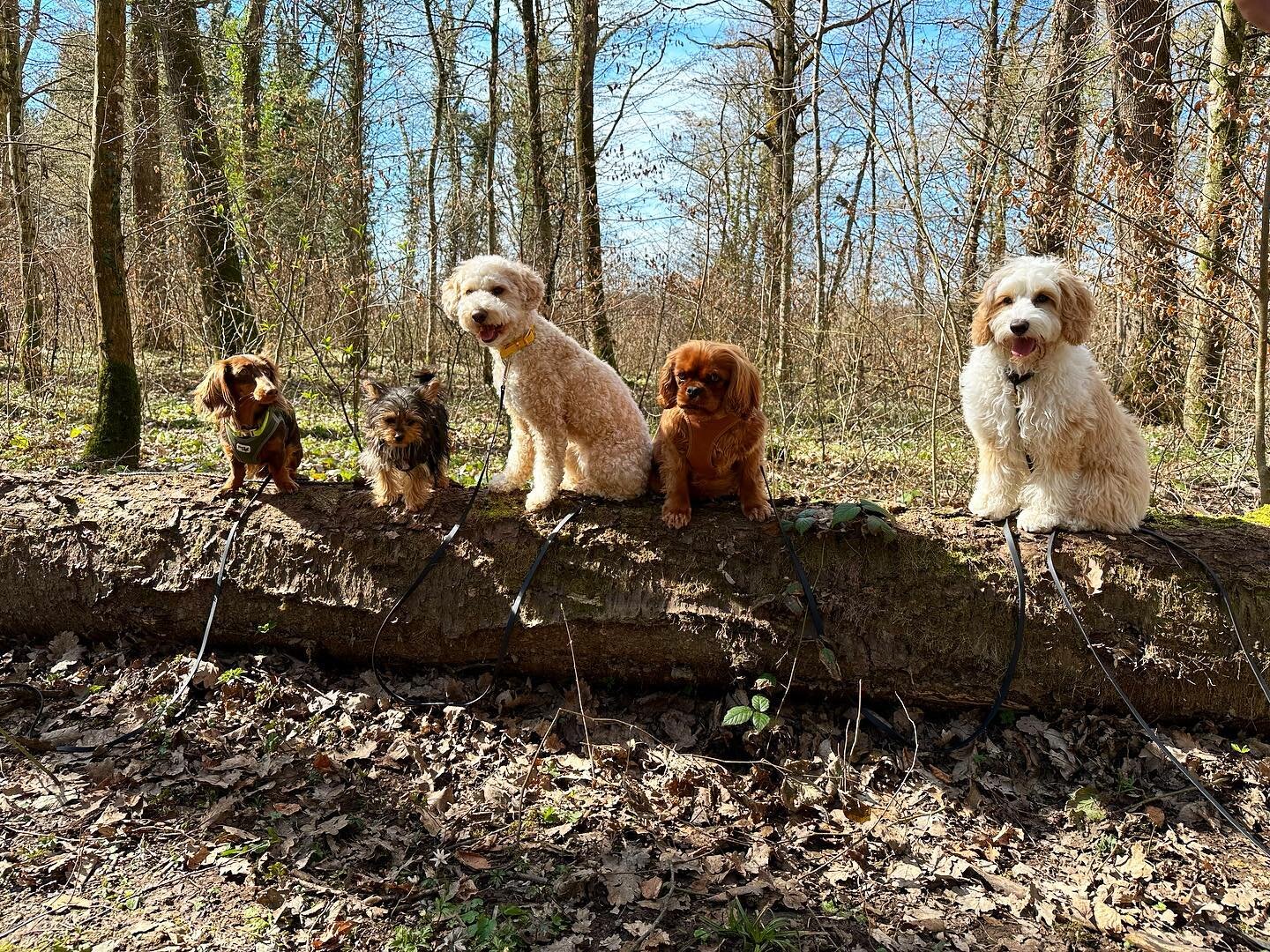 HAPPY WEDNESDAY❣️swipe right to see how important the timing can be sometimes🤣❤️

#daycare #dogdaycare #photooftheday #photoshooting #doglove #love #adventures #sun #happy #beautiful #cute #together #passion #training #patience #co-exist #nature #pa