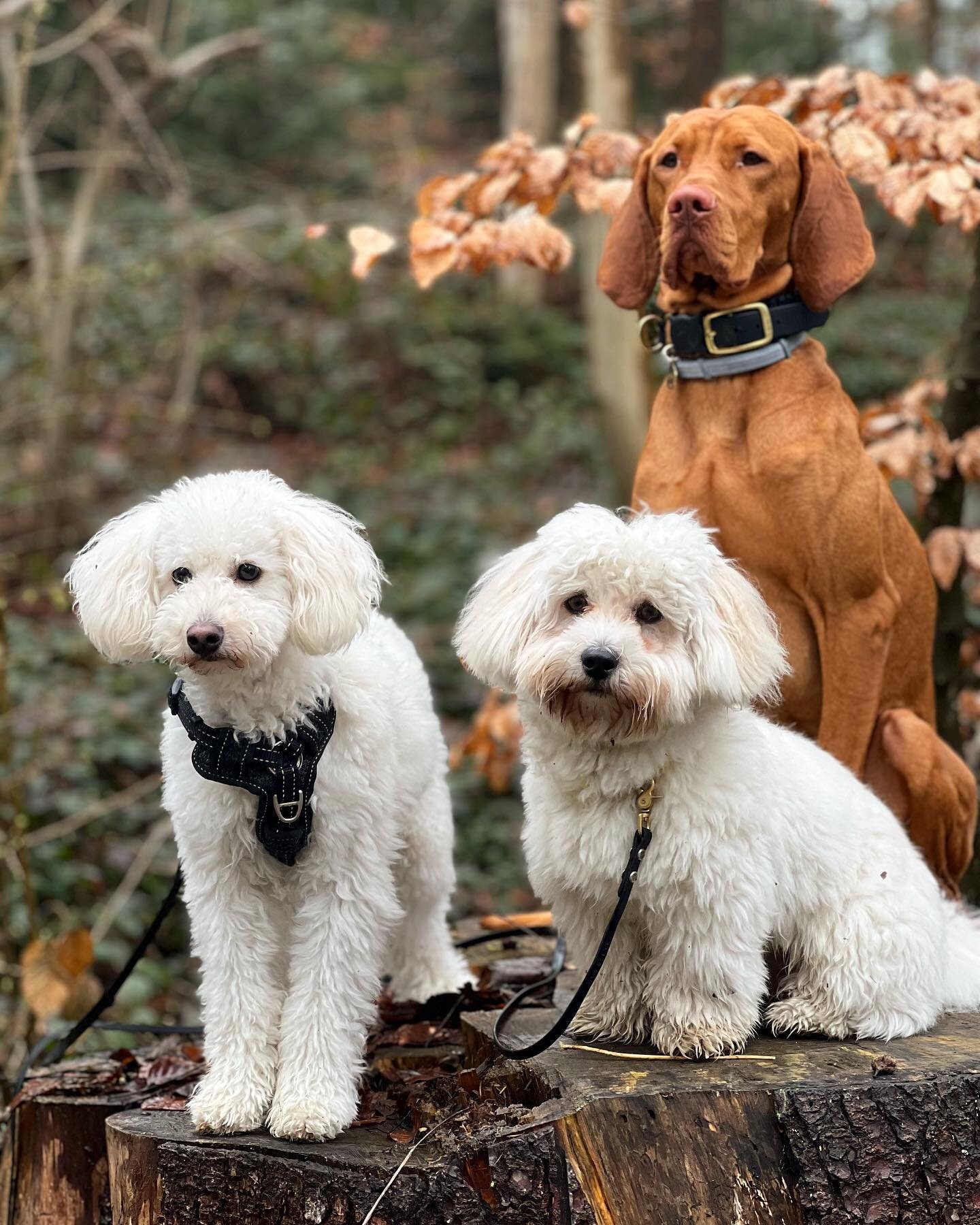 HAPPY MONDAY❣️We wish you a PAWSOME start into the new week🥰🐾

#daycare #dogdaycare #dog #dogs #doglove #passion #happy #happymoments #photooftheday #photogram #zurich #switzerland #adventures #socialisation #friendships #fun #dogsofinstagram #dogs