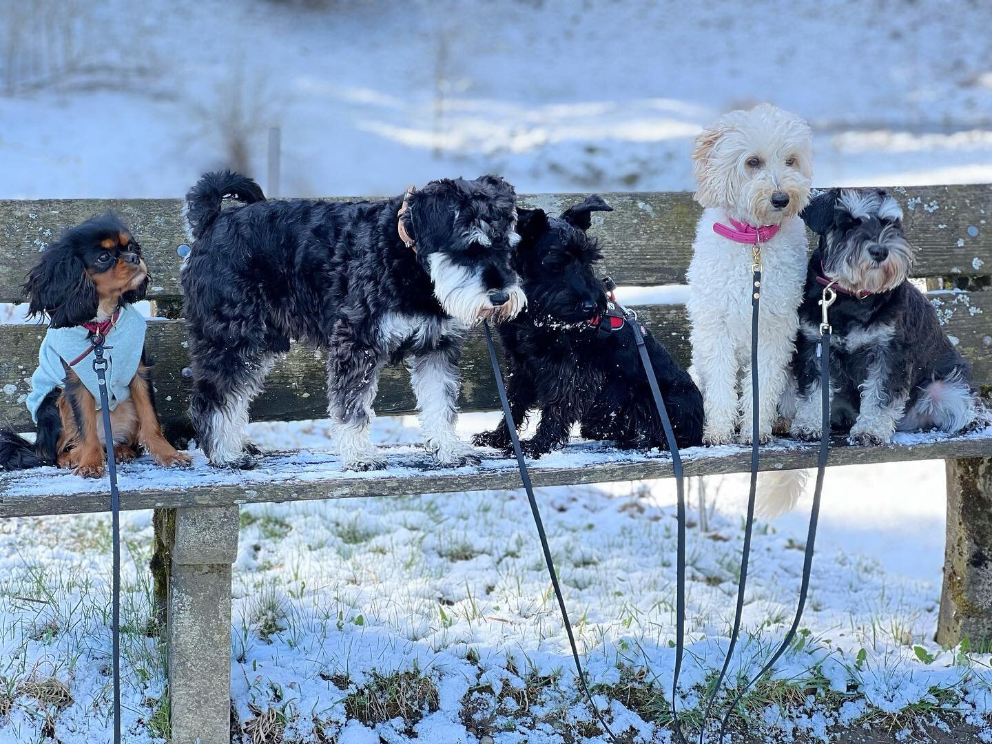 HAPPY SPRING🤍🤣for us there is nothing better than exploring the world with our packs together in different ways every day..even when we find some snow in spring😅🤍

#snow #spring #switzerland #dogdaycare #daycare #adventure #explore #together #pas